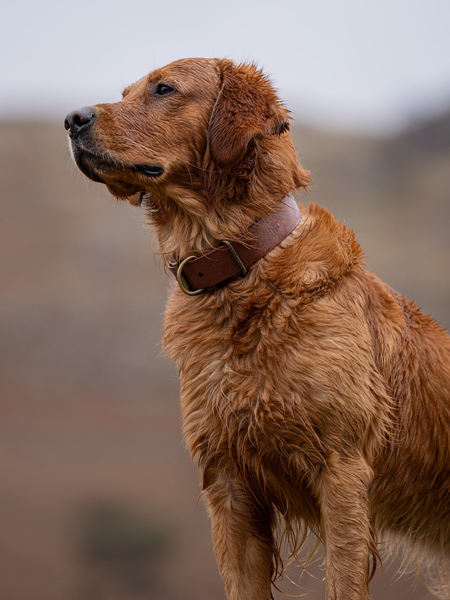 Working Line Golden retriever wearing brown biothane collar up close