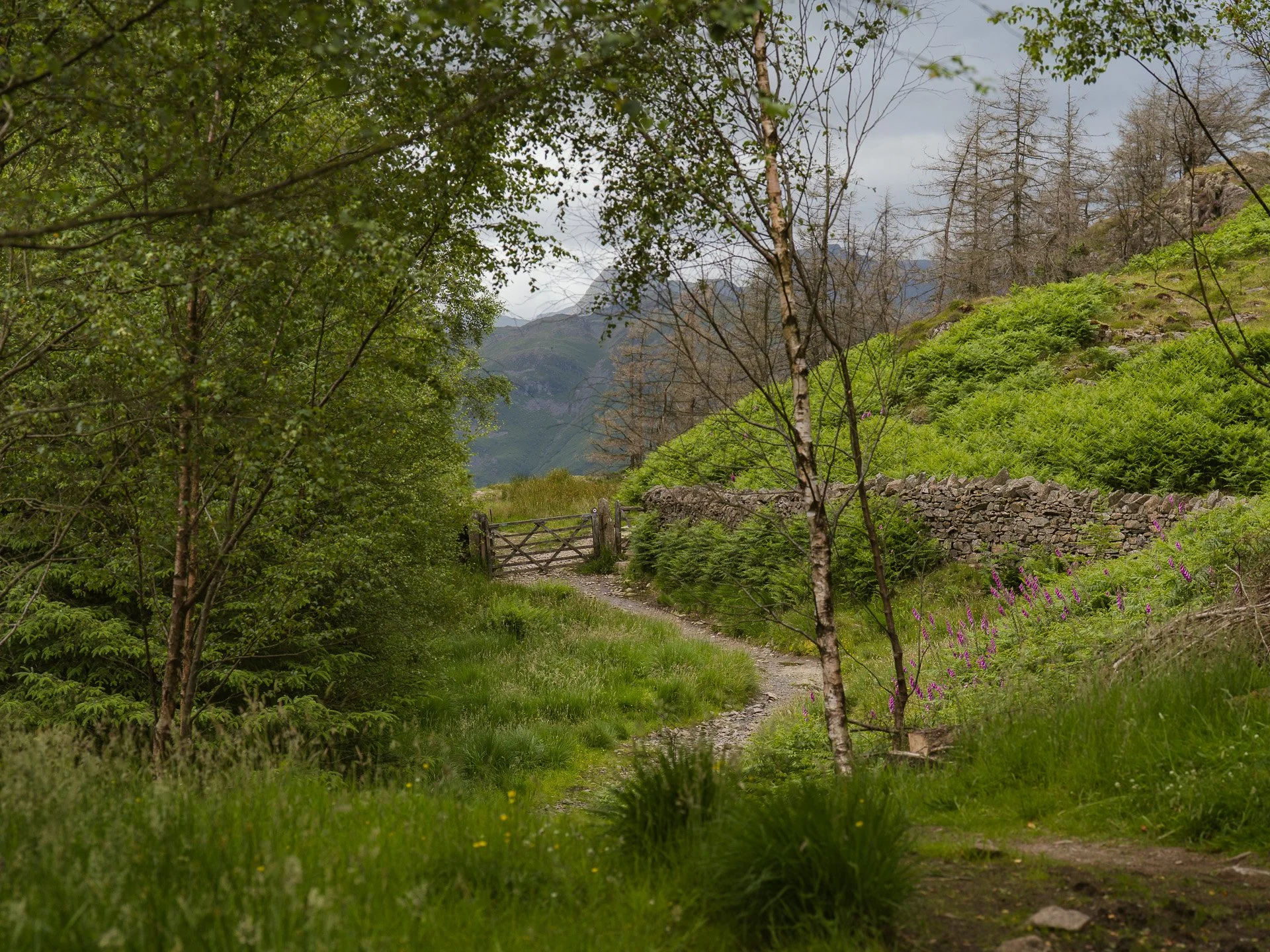 Nature/Landscapes