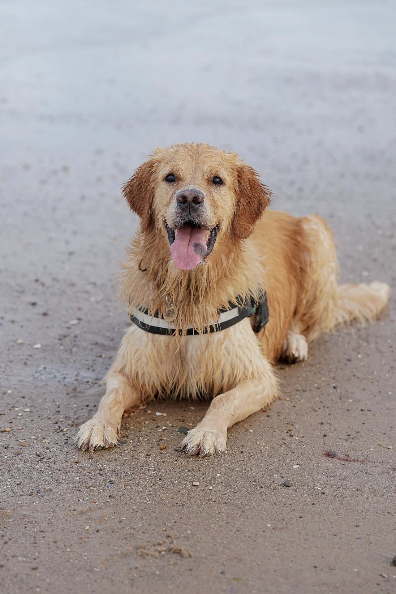 Cream Golden retriever smiling