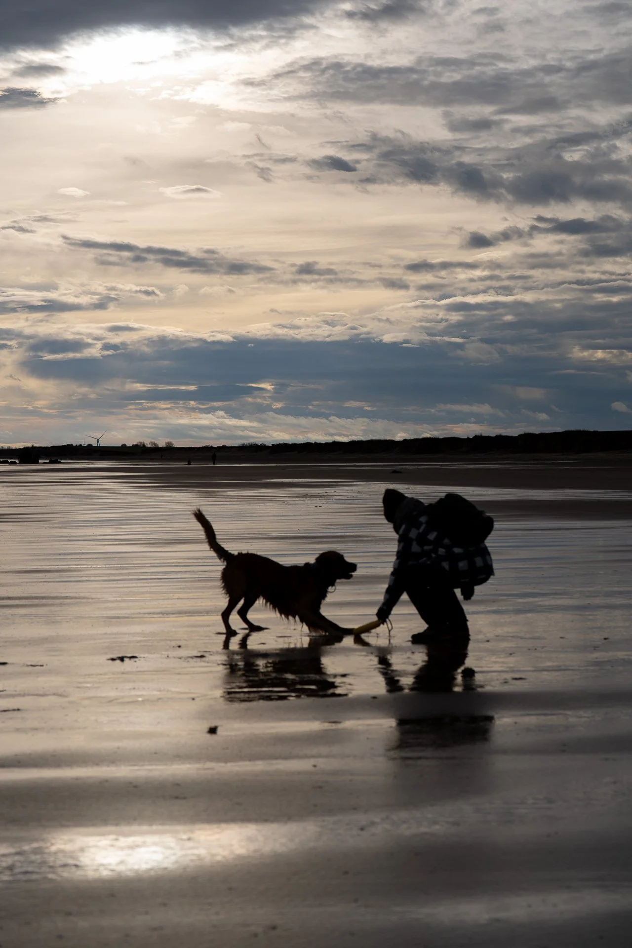 A working line golden retreiver playing with female owner on a beach at sunset.