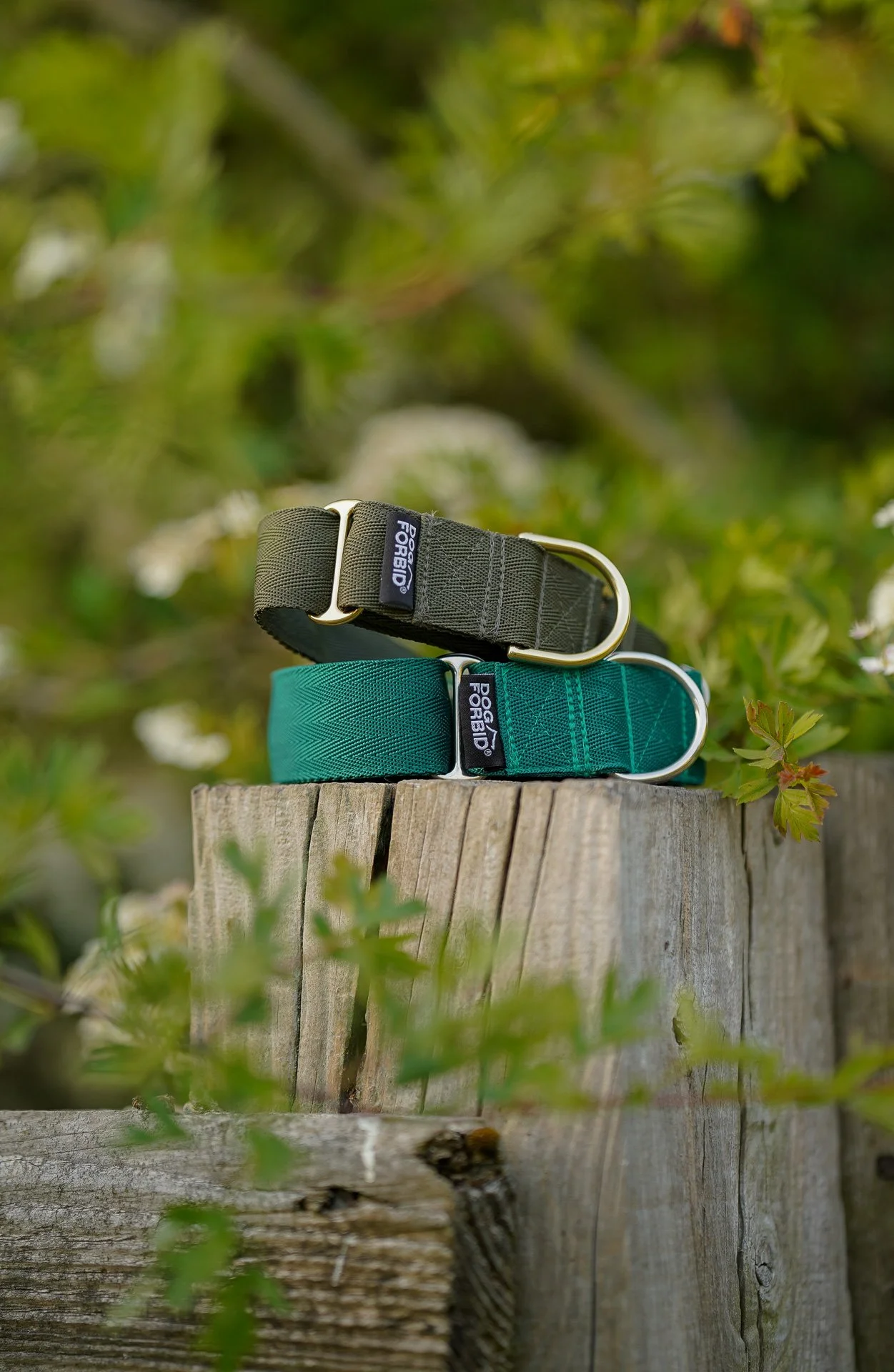 Dog Forbid martingale collars on logs