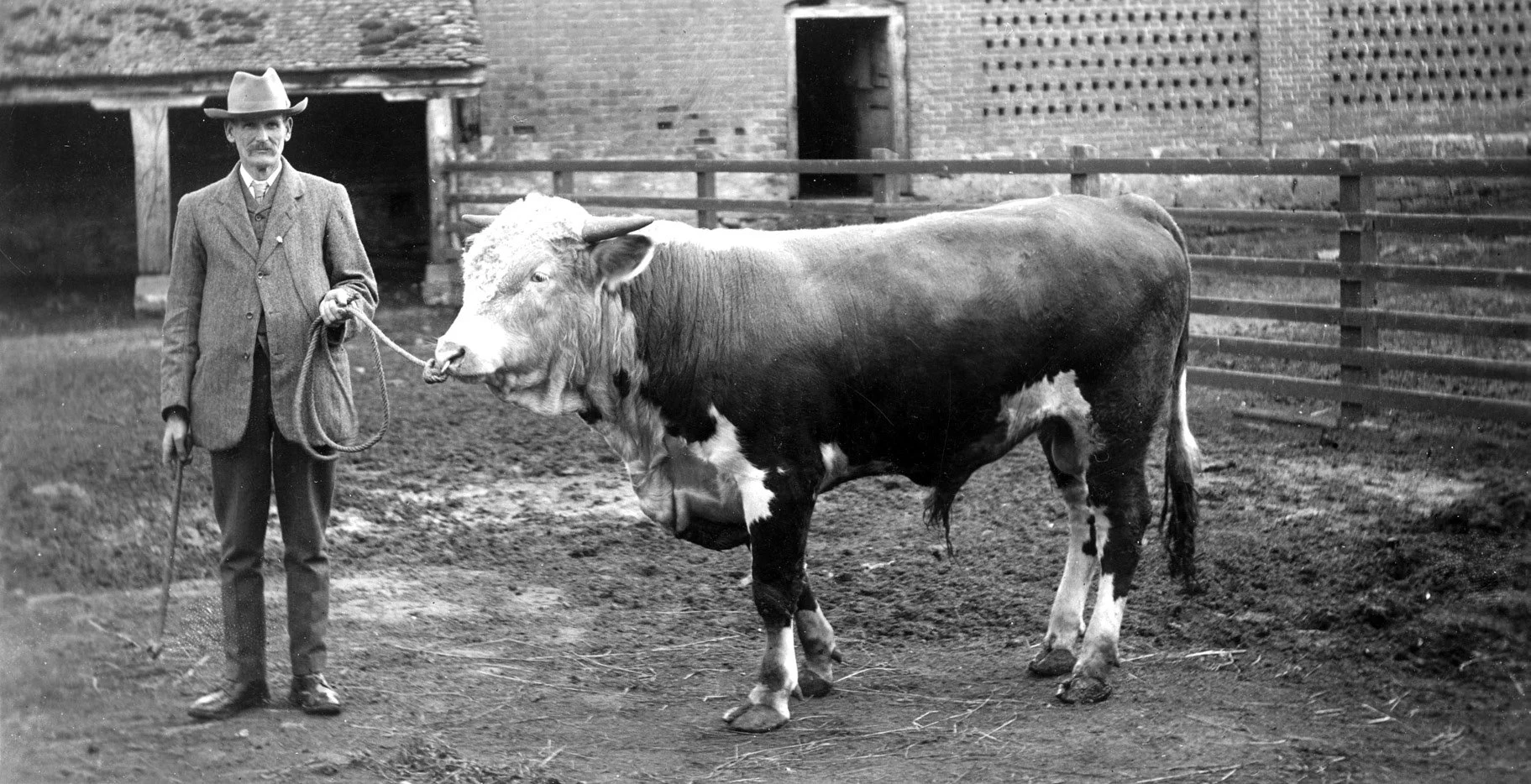 George Goulding with his stock bull at Holders Farm