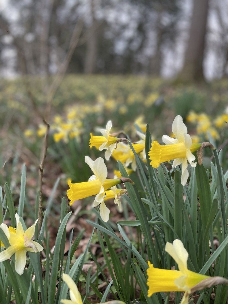 Oxenhall Daffodil Weekend
