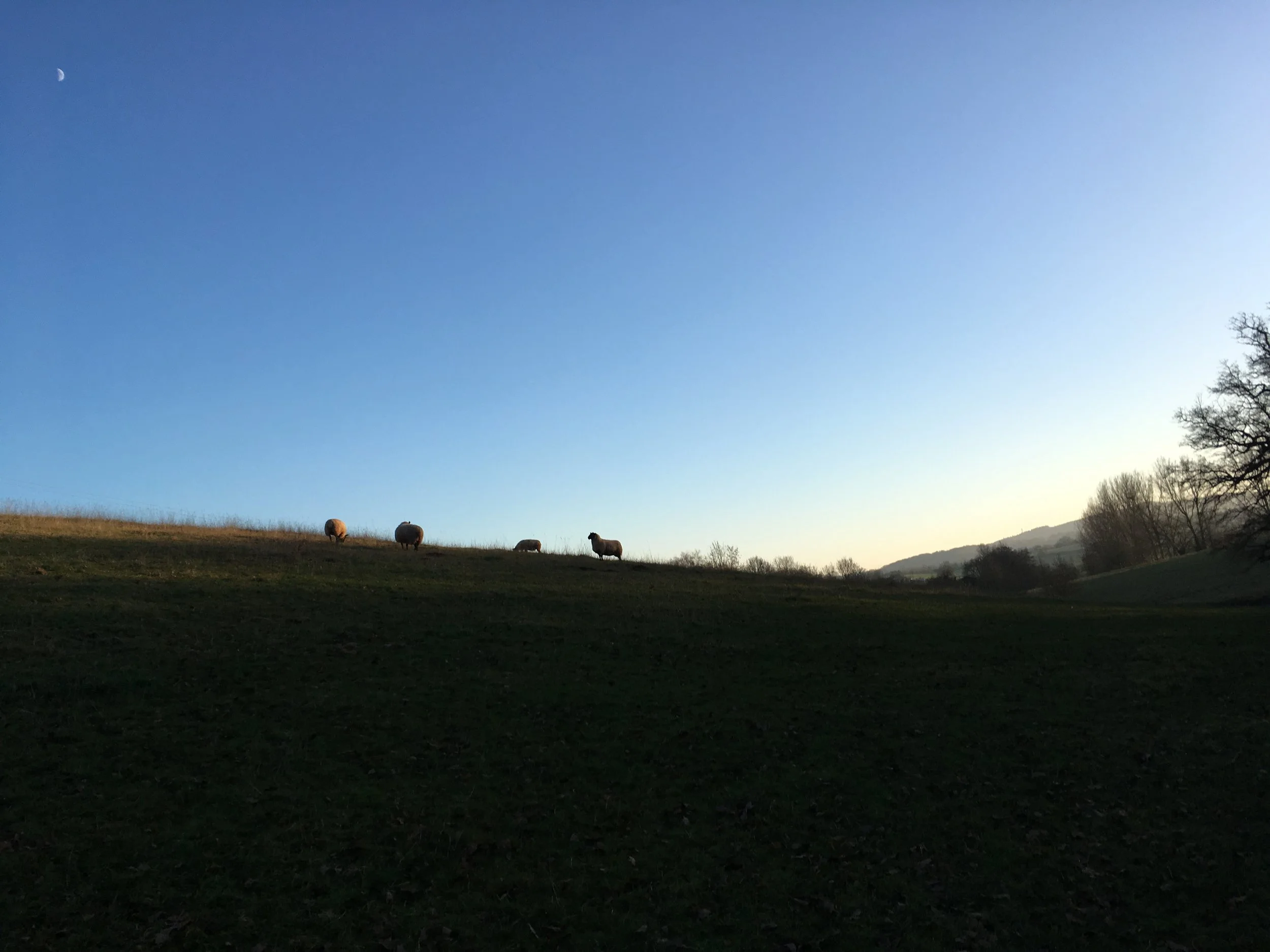 Oxenhall Sheep Silhouette at Sunset.JPG