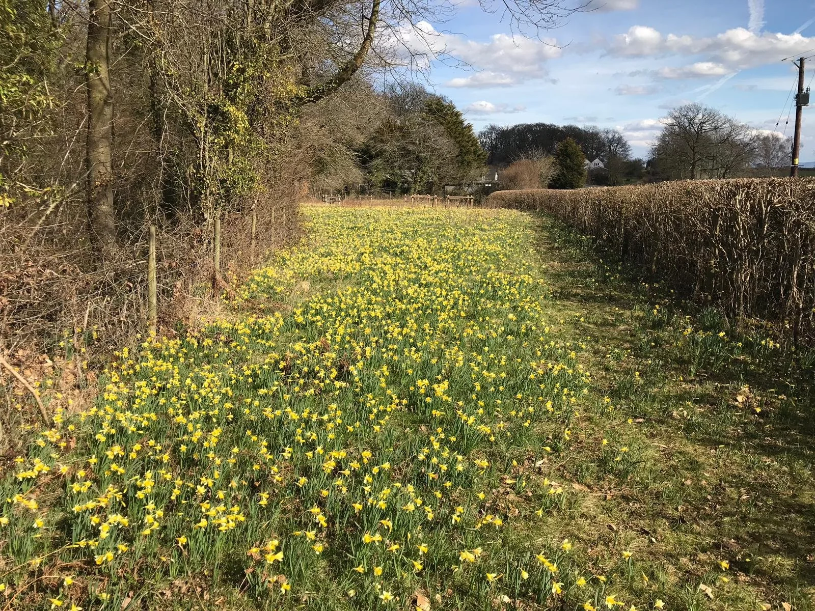 A rural scene with a grassy path covered with yellow wildflowers on the left and a neatly trimmed hedge on the right, with trees and a blue sky with clouds in the background. Wild Daffodils in Oxenhall.