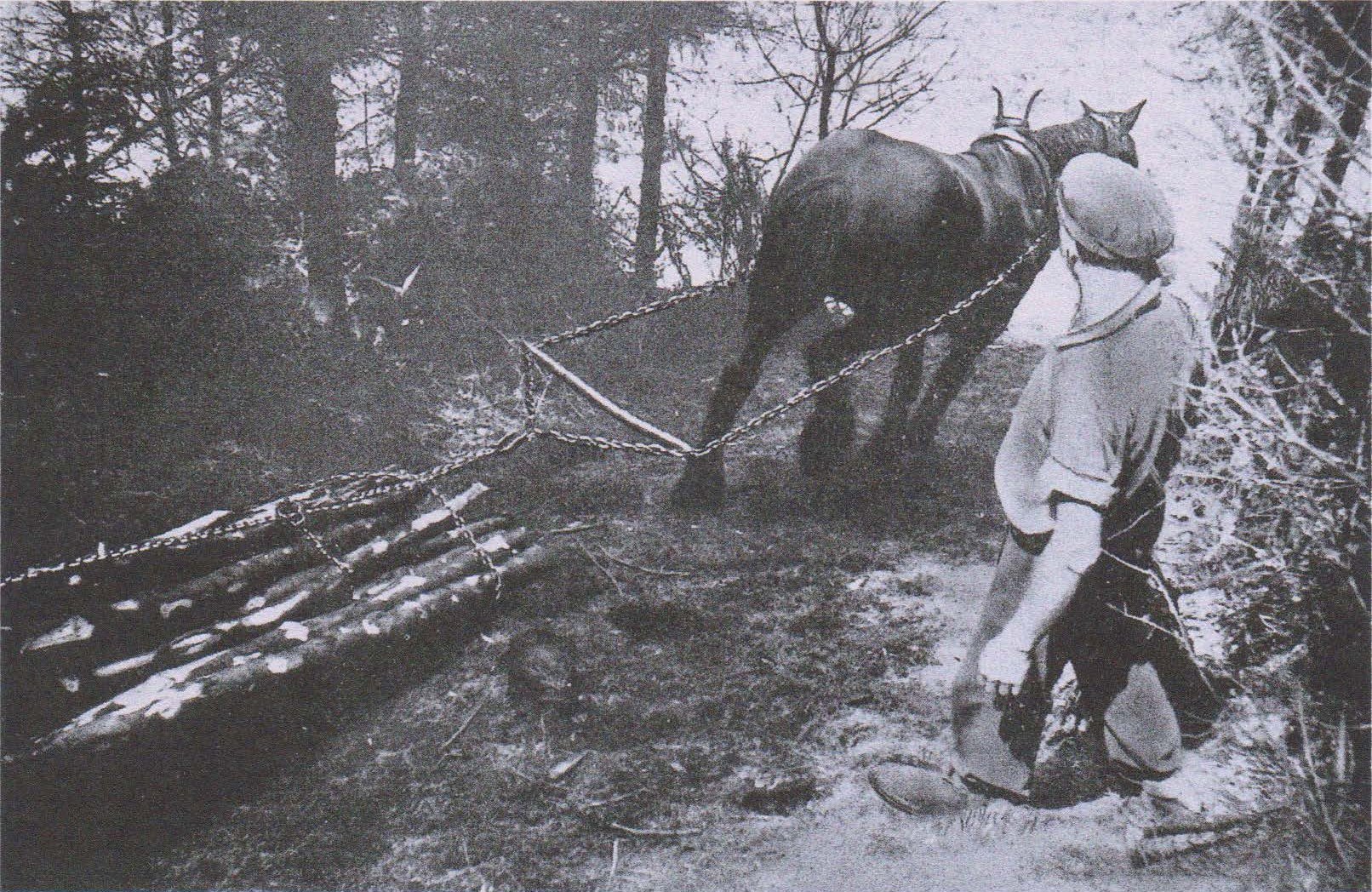 A Native American man in traditional clothing, including a hat, stands on a forest trail observing a horse that is chained to a tree. The horse appears to be pulling a log or a wooden object.