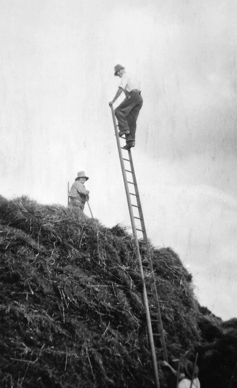 Albert Heath on the hay rick at Furnace Farm