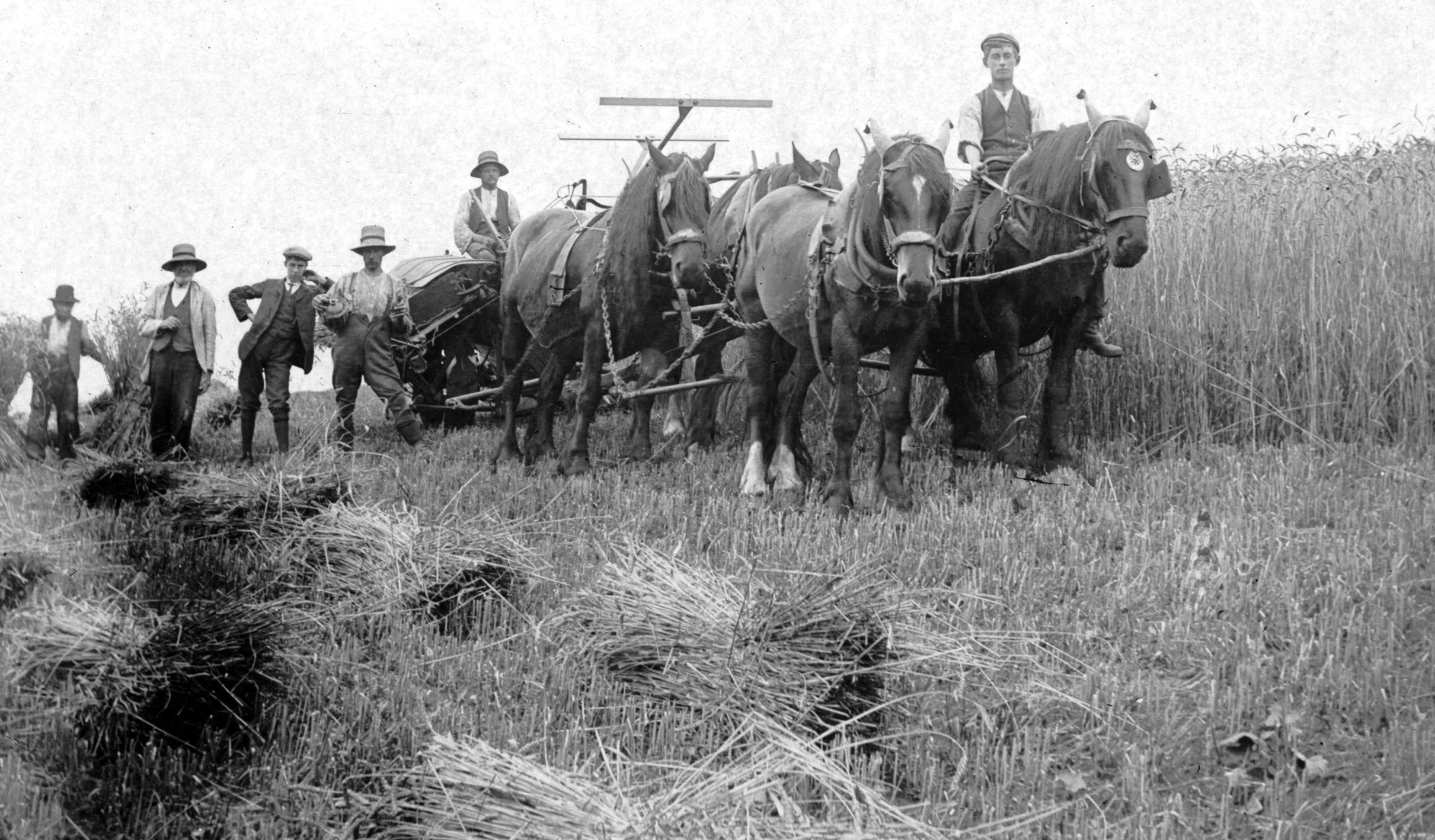 Reaping at White House