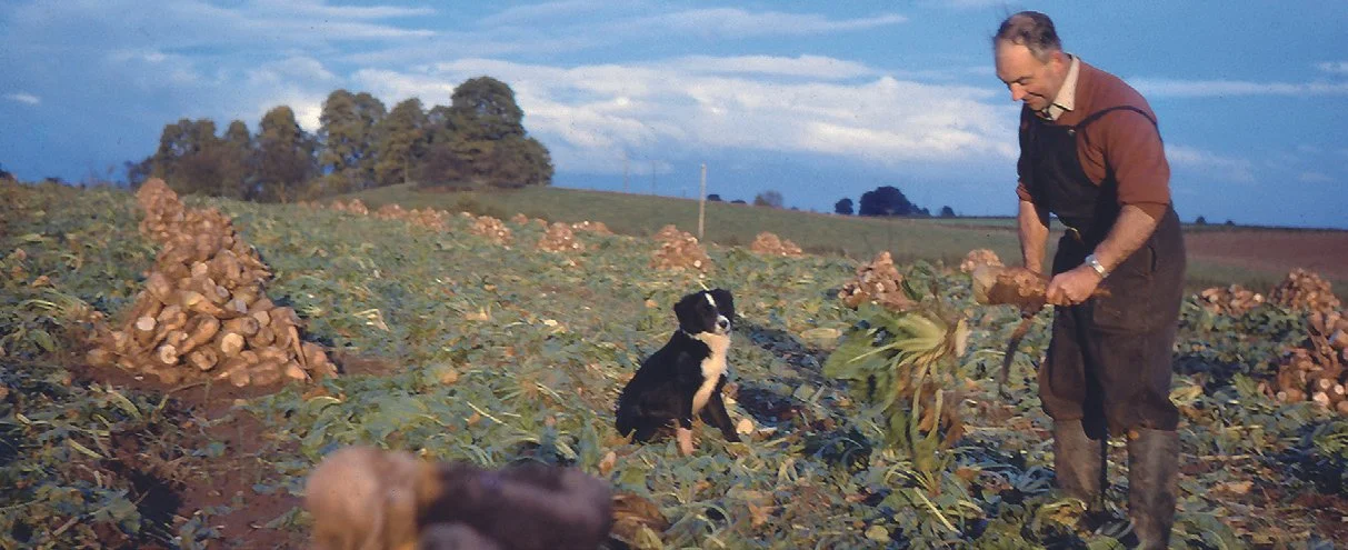 Cyril Farnham topping sugar beet at White House Farm