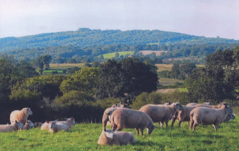Ewes on summer grazing at Oxenhall Court farm.jpg