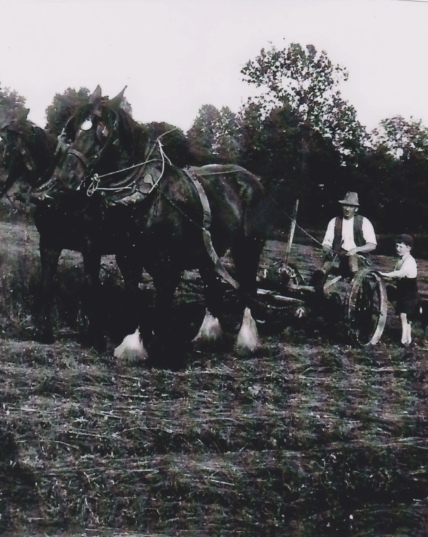 George Chapman and son Howard mowing grass at Pound Farm