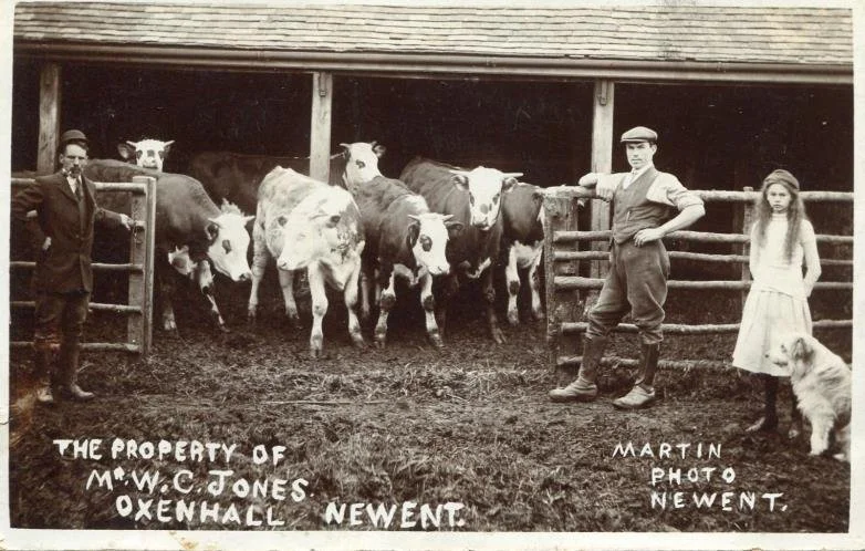 William Jones, daughter Elsie Lilian, possibly with Williams' nephew, Carey Parry with cattle in Winters Farm fold yard