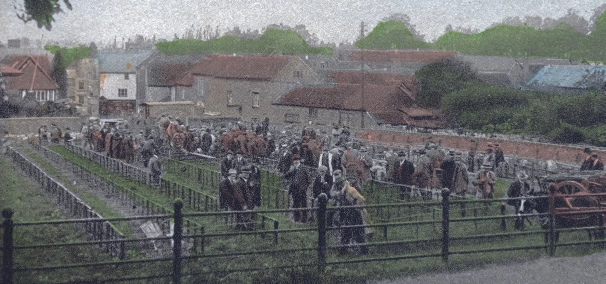 Local butchers bought sheep and fat cattle at Newent's weekly market