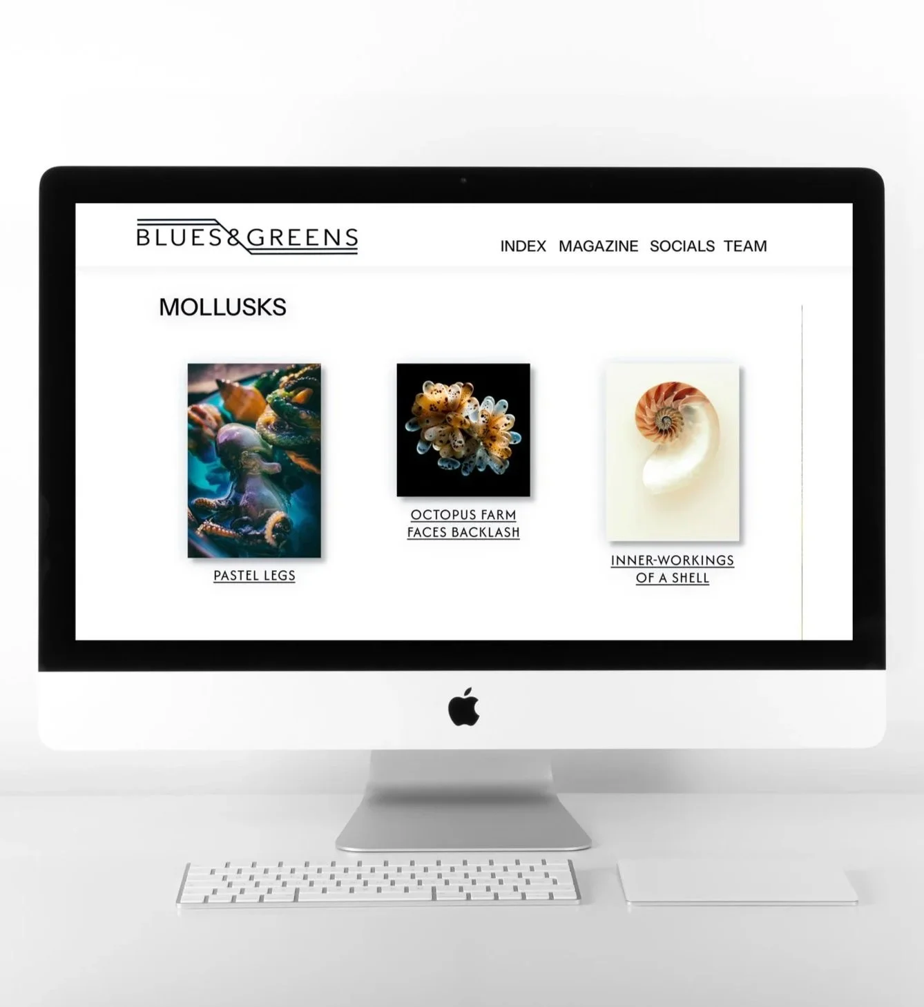 Website Layout