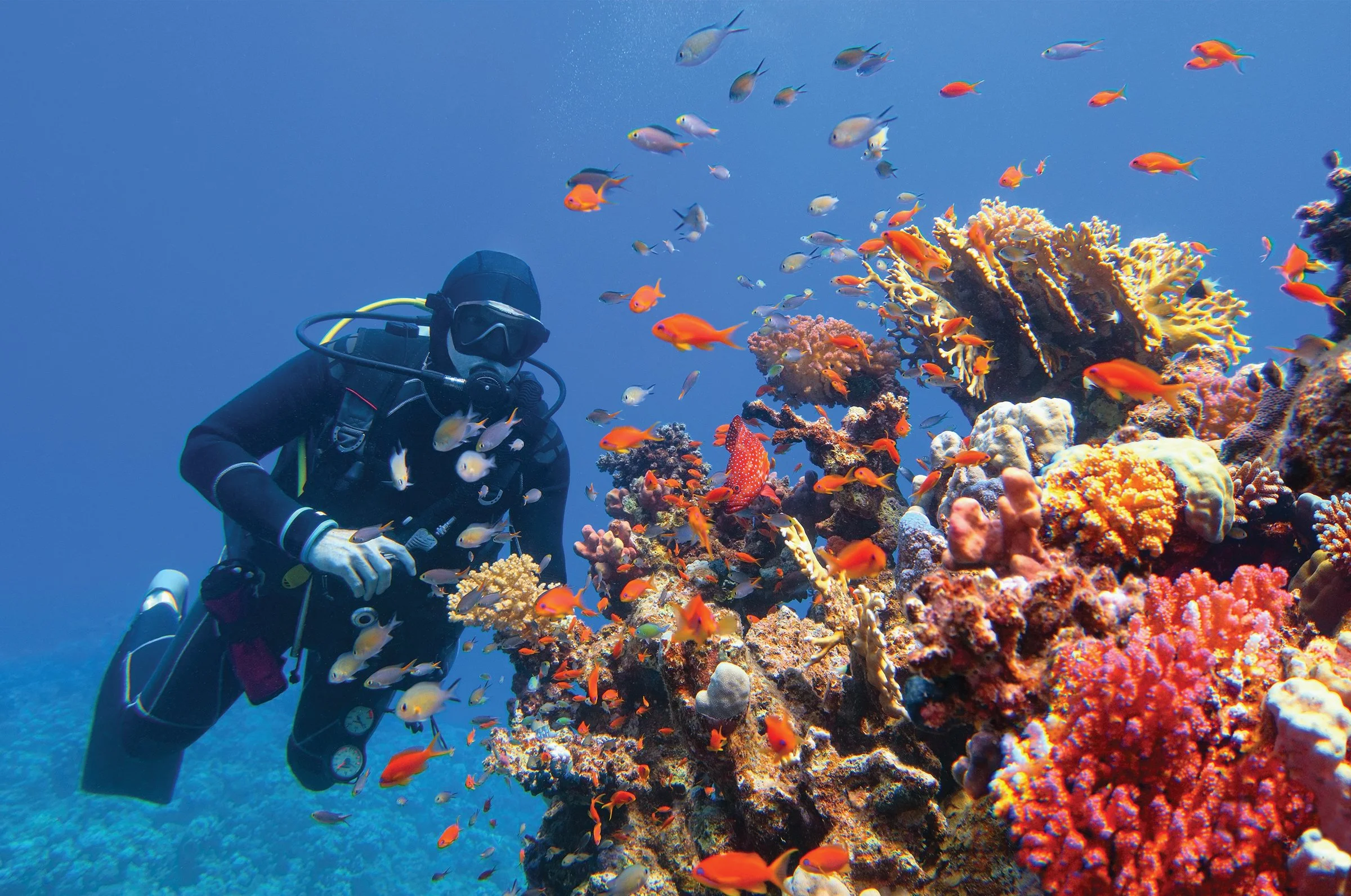 A scuba diver in black gear exploring a vibrant coral reef full of colorful fish and coral formations underwater.