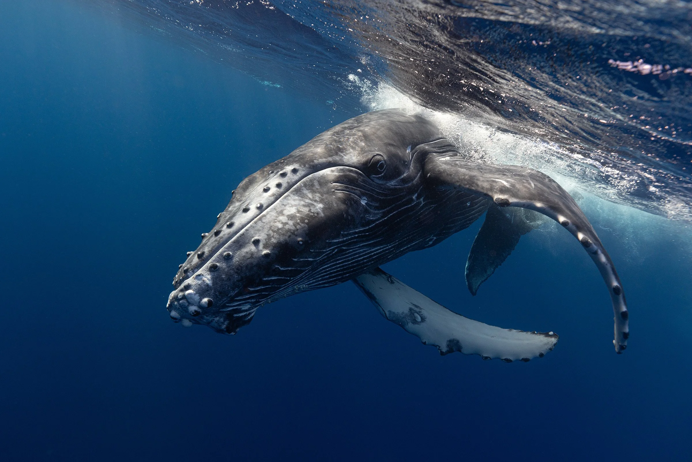 A humpback whale swimming underwater, showing its head and pectoral fin.