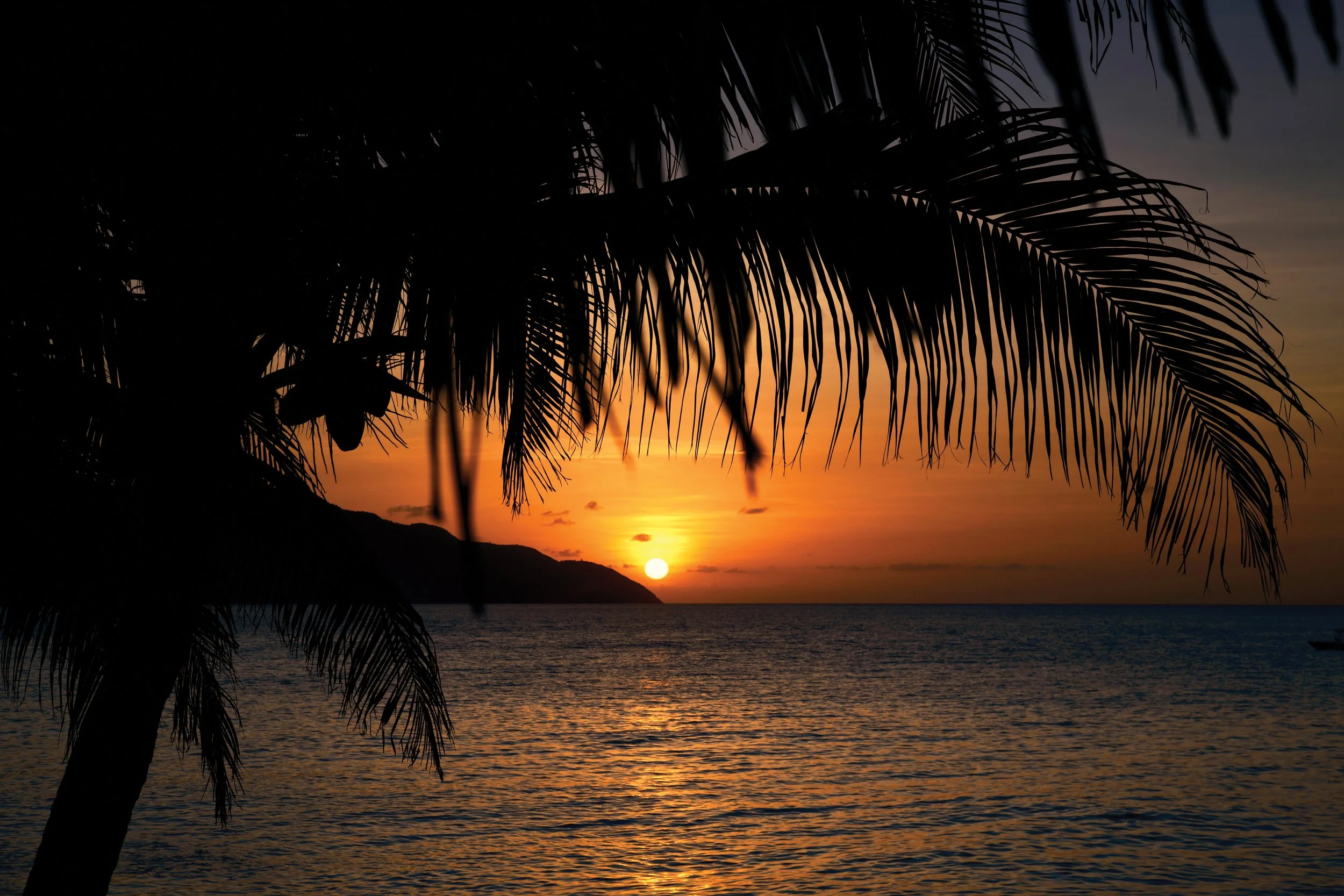 Silhouette of palm tree leaves against sunset over ocean with hills in background.