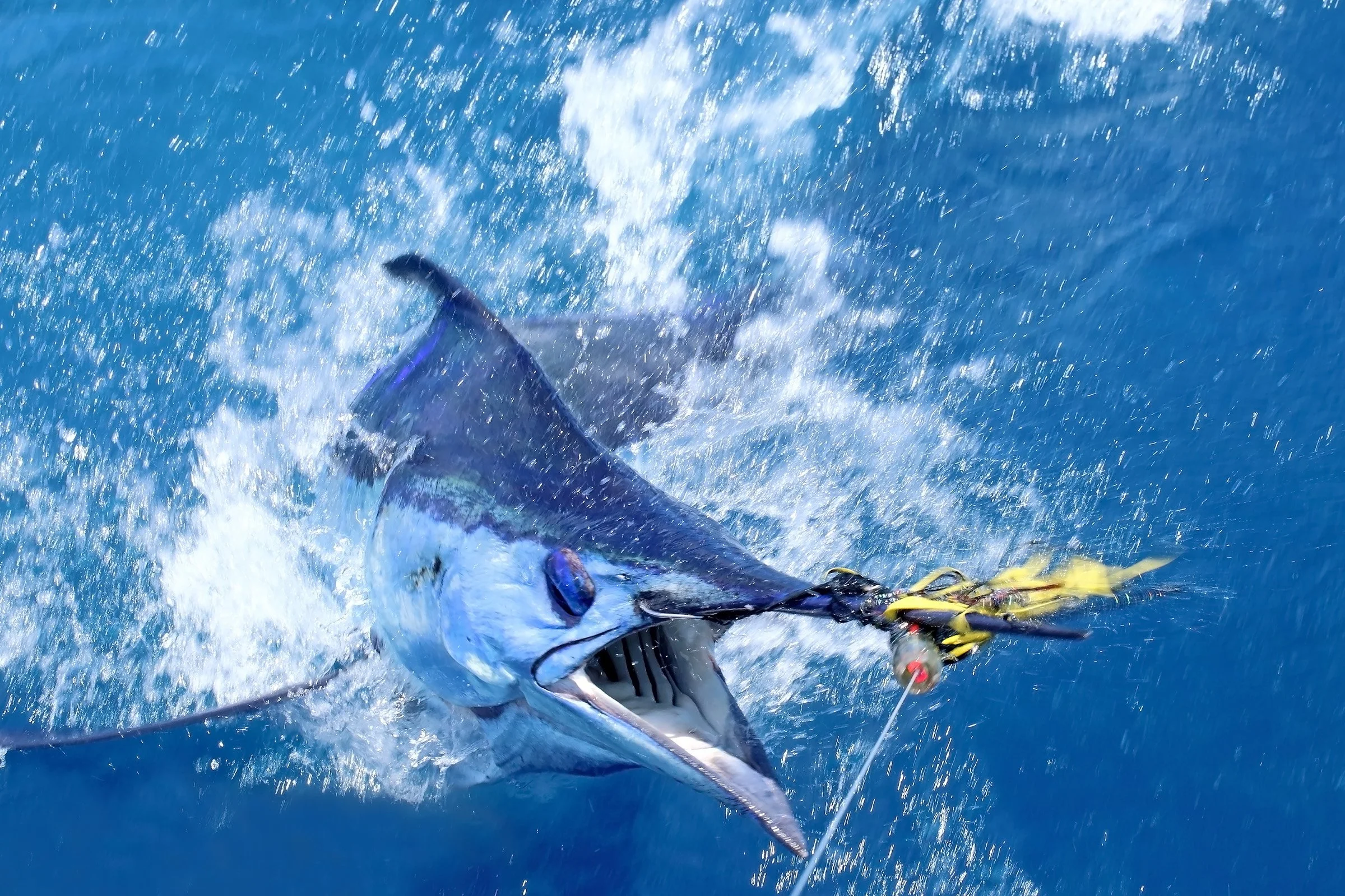 A marlin fish caught on a fishing line jumping out of the water in the ocean, with water splashing around.