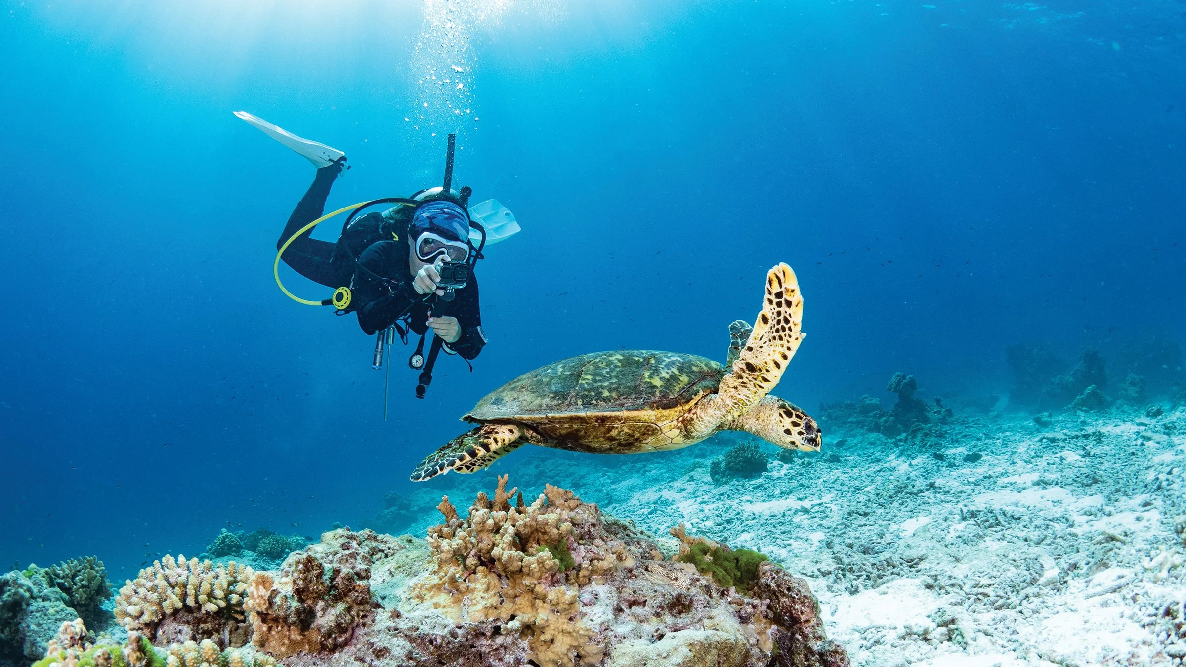 Scuba diver taking a photo of a sea turtle swimming above coral reef in the ocean.