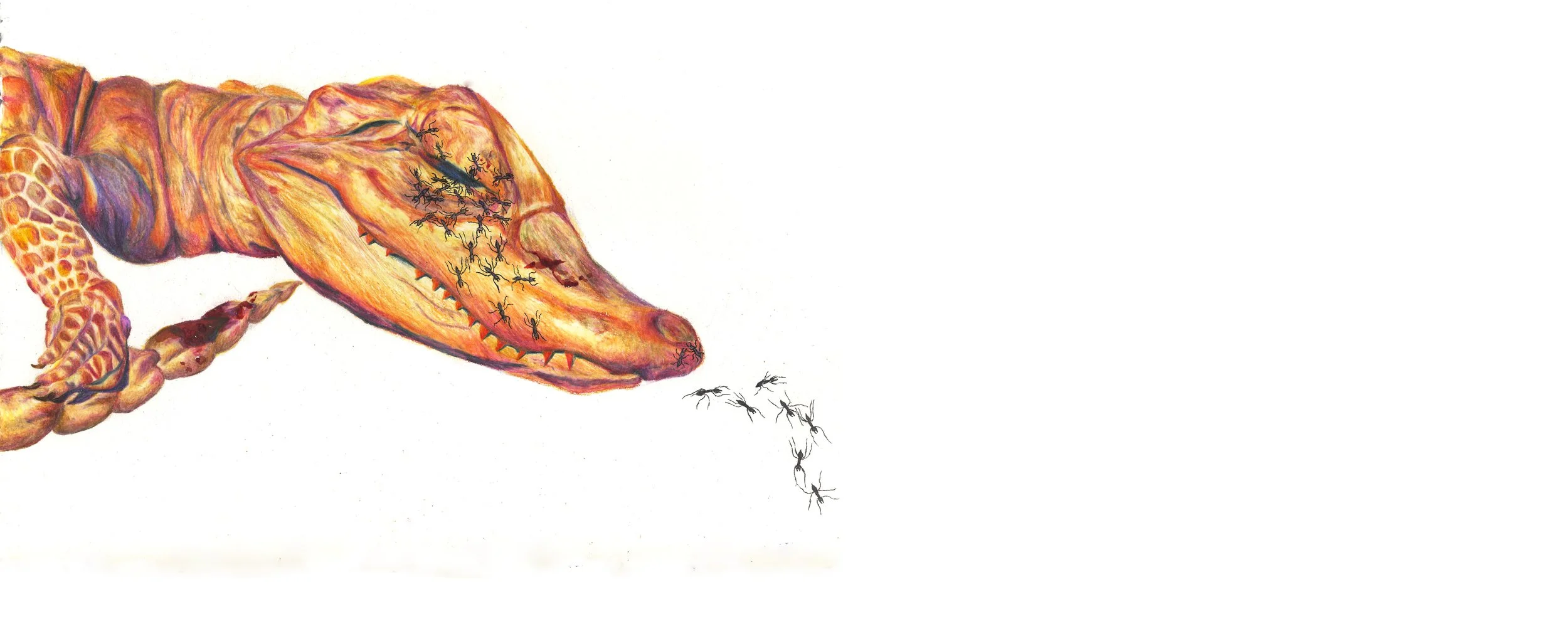 Reticence: colored pencil, 10 X 22 inches, 2011