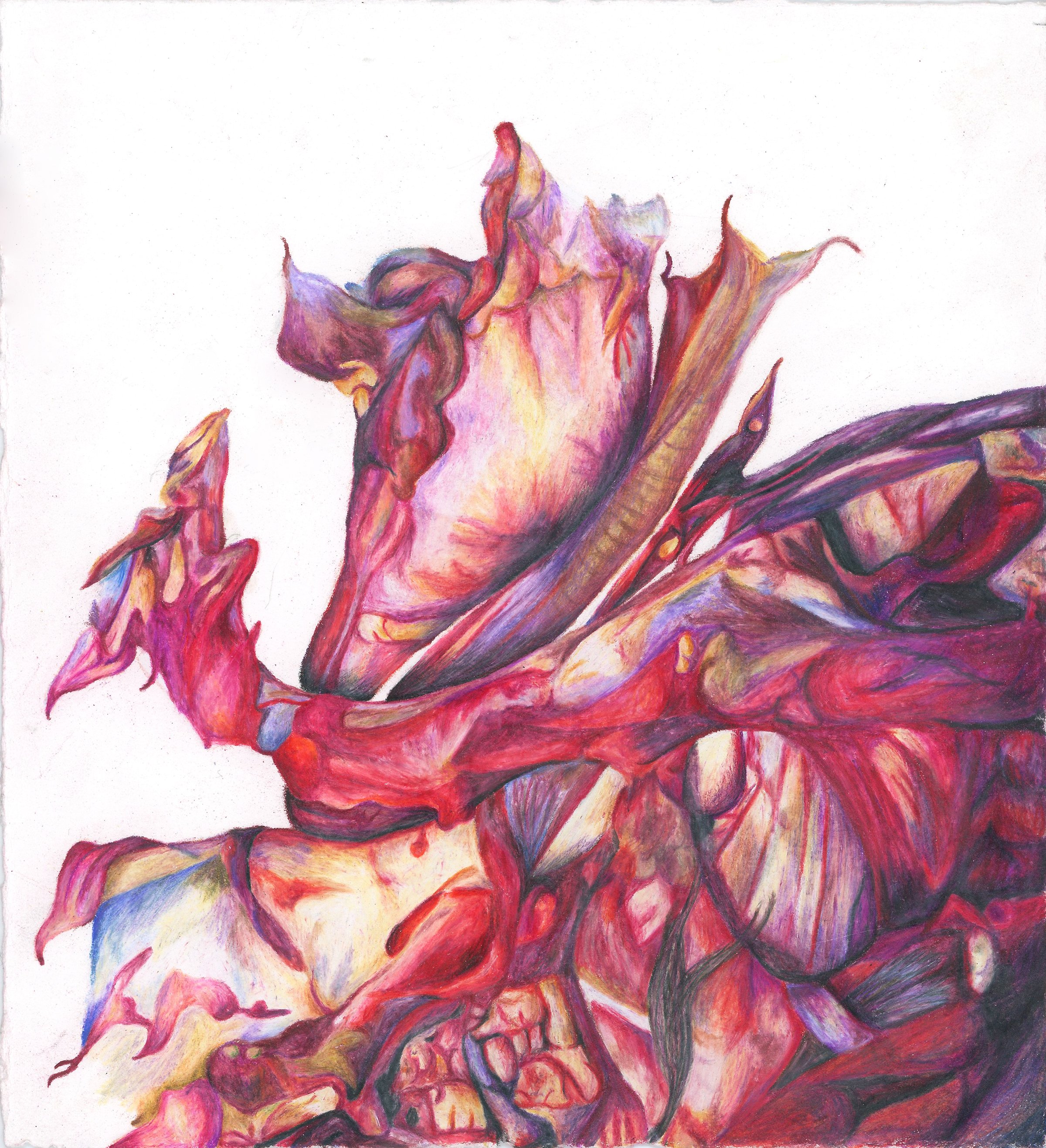 Frayed: colored pencil, 9 X 9 inches