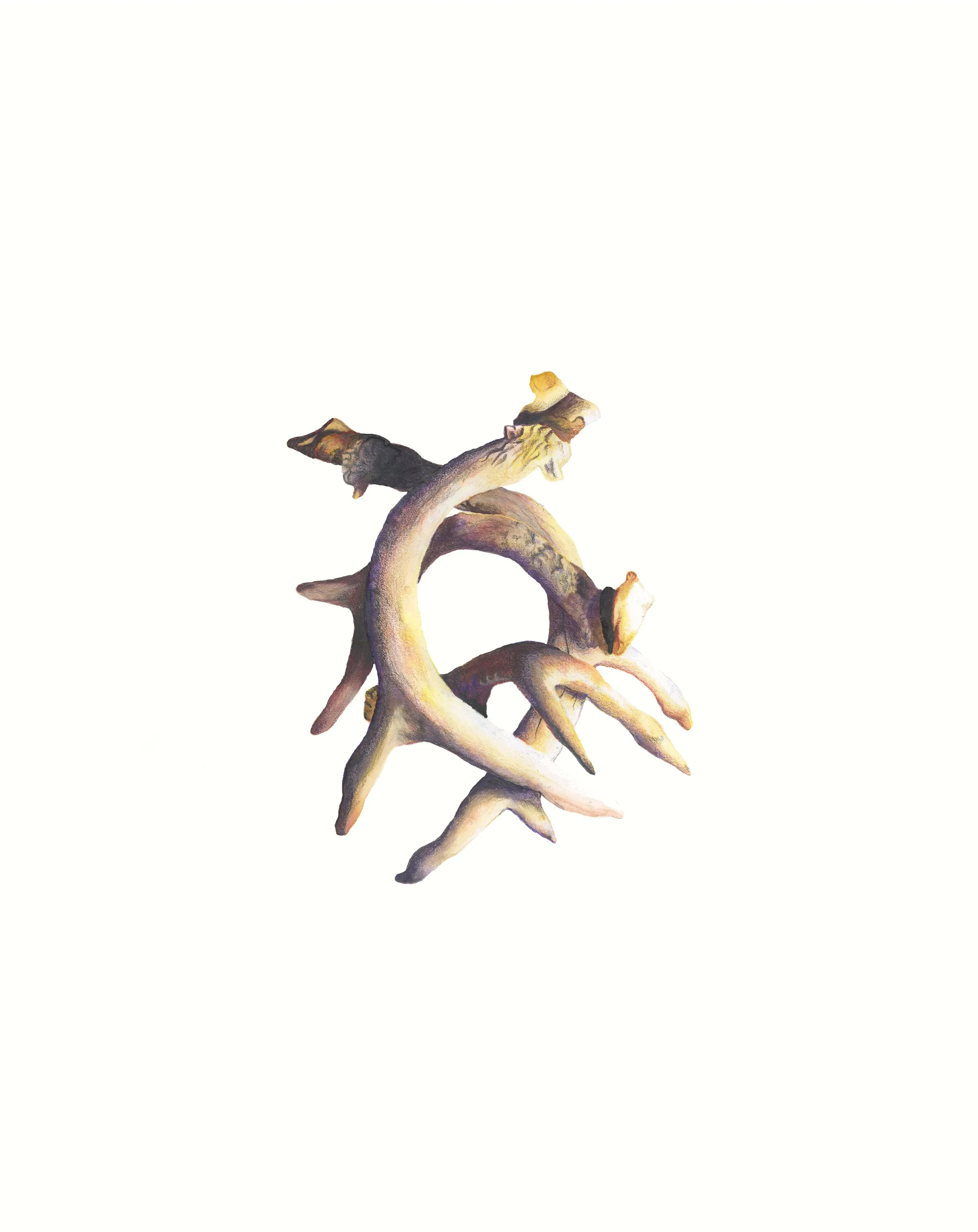 These Things I Long For: watercolor and colored pencil, 25 X 19 inches, 2011