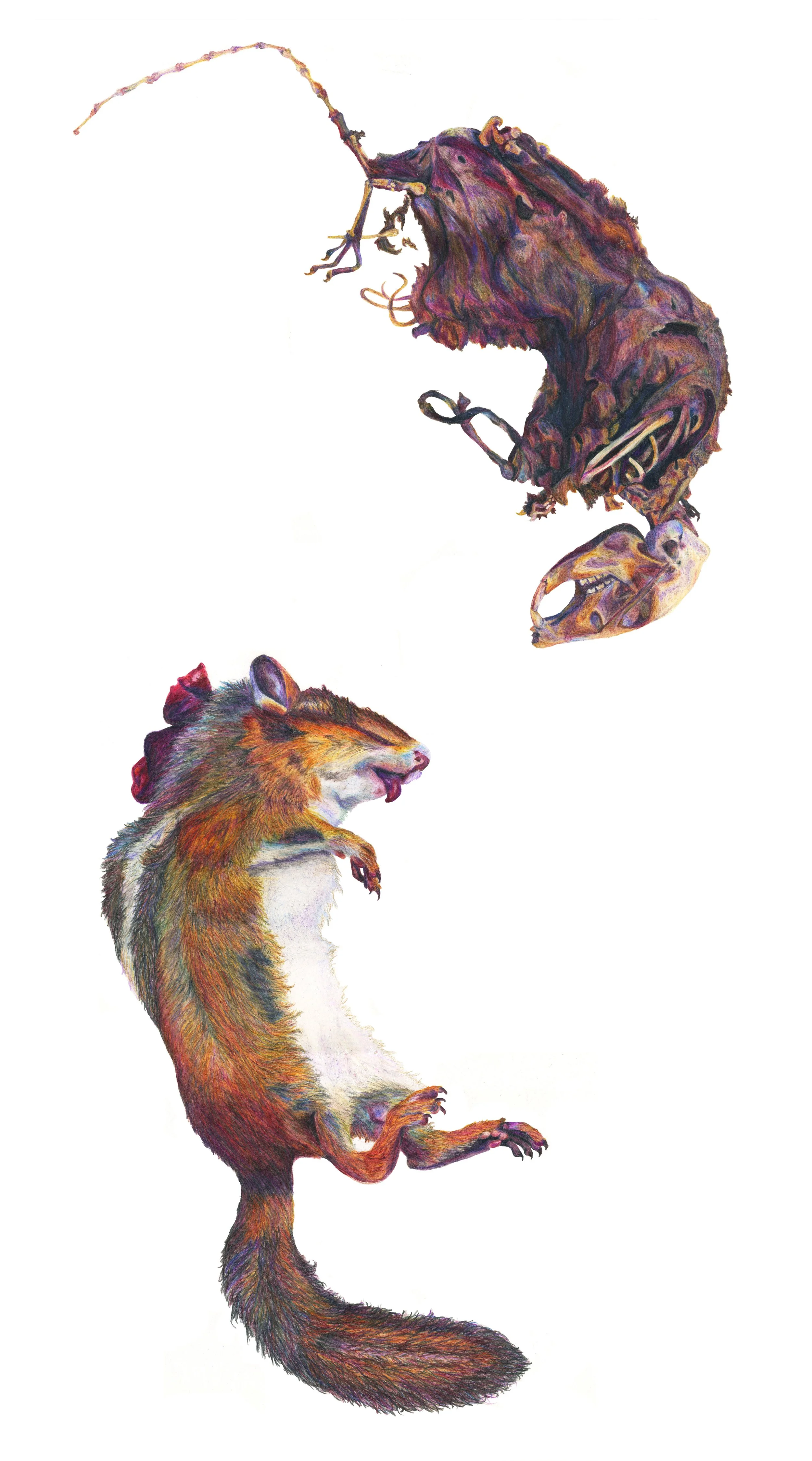 Balancing Act: colored pencil, 30 X 16 inches, 2011