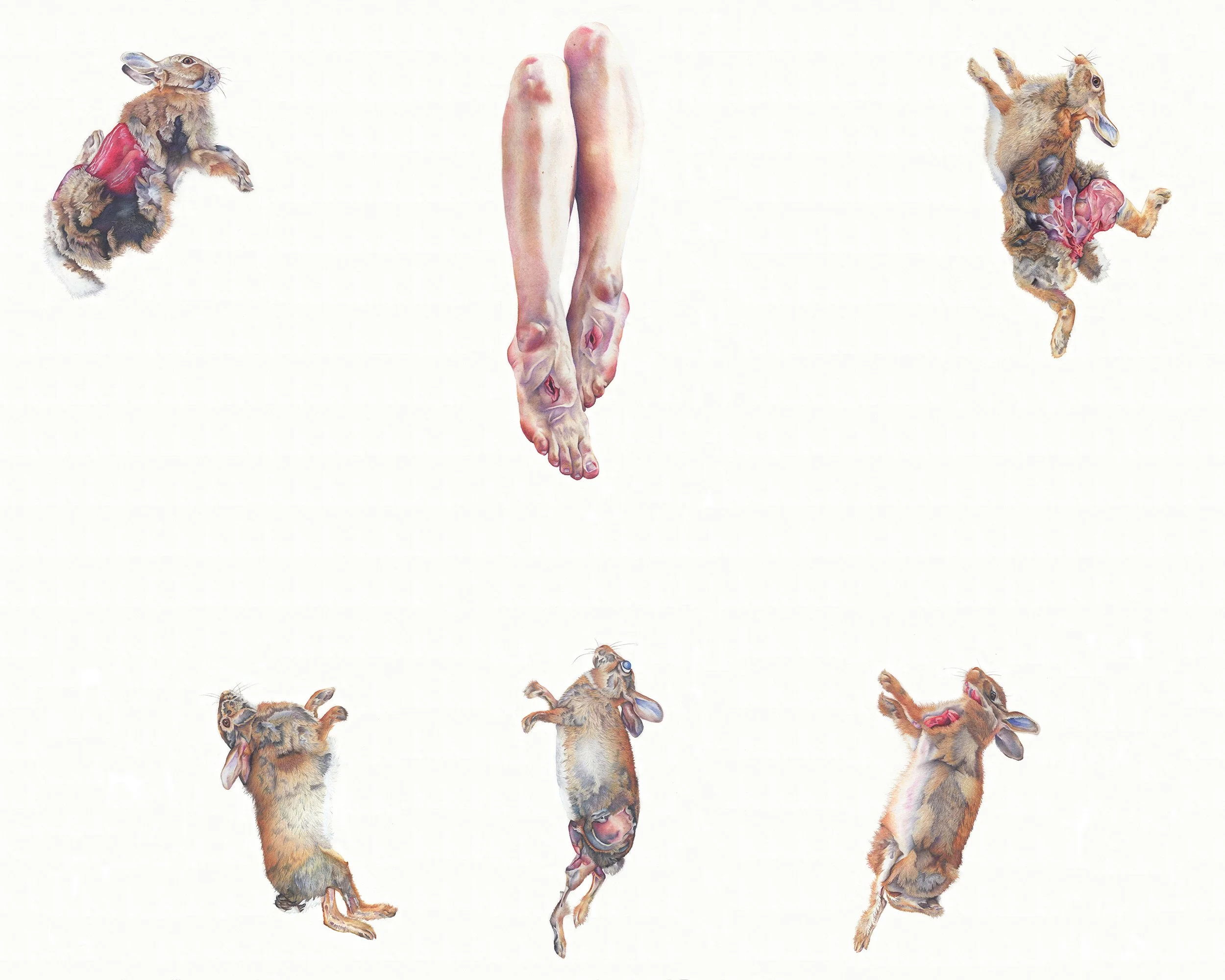 Eulogy for Mary Toft
colored pencil, 38 X 50 inches
2020