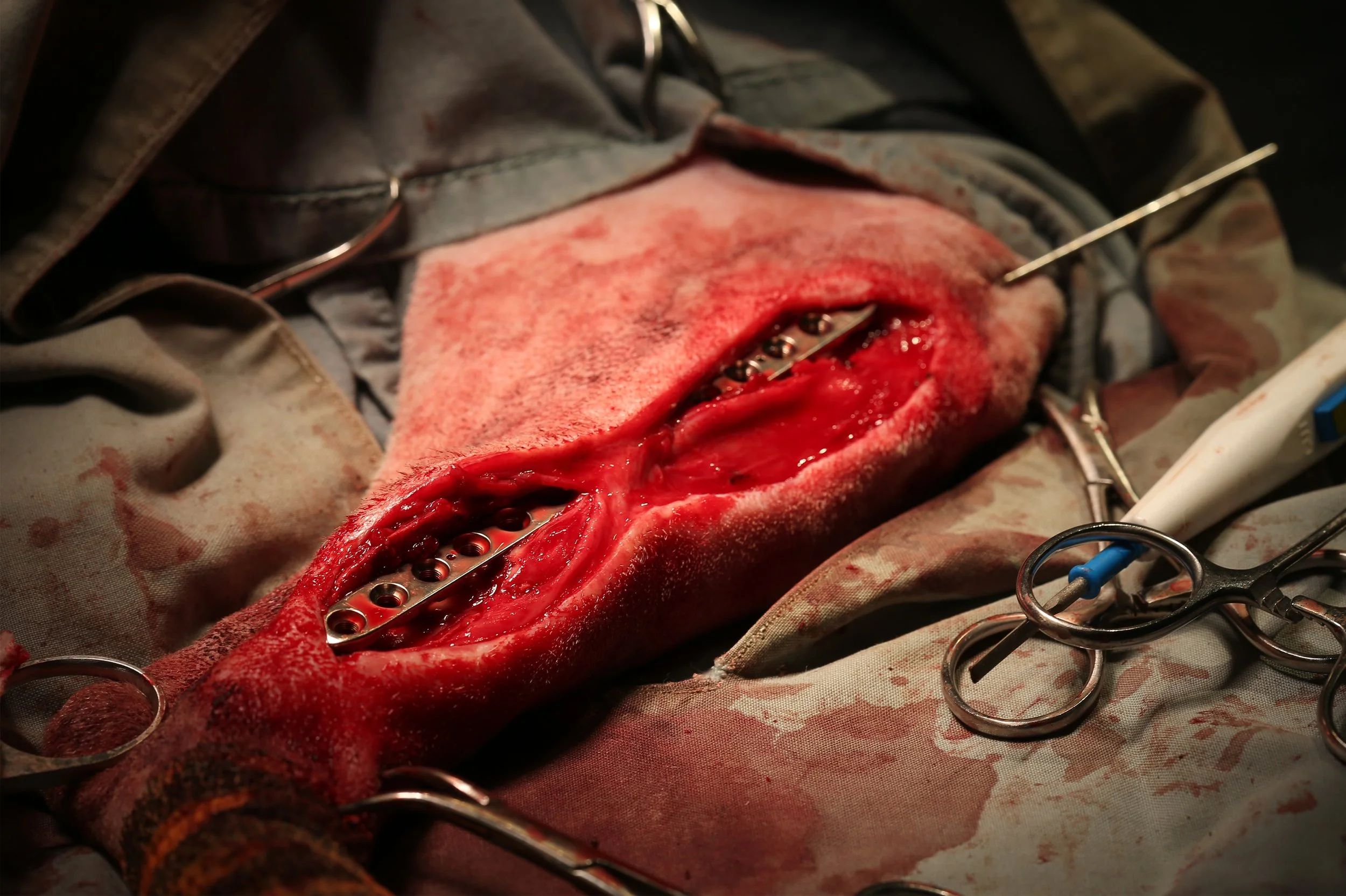 ANIMAL HOSPITAL_32.jpg