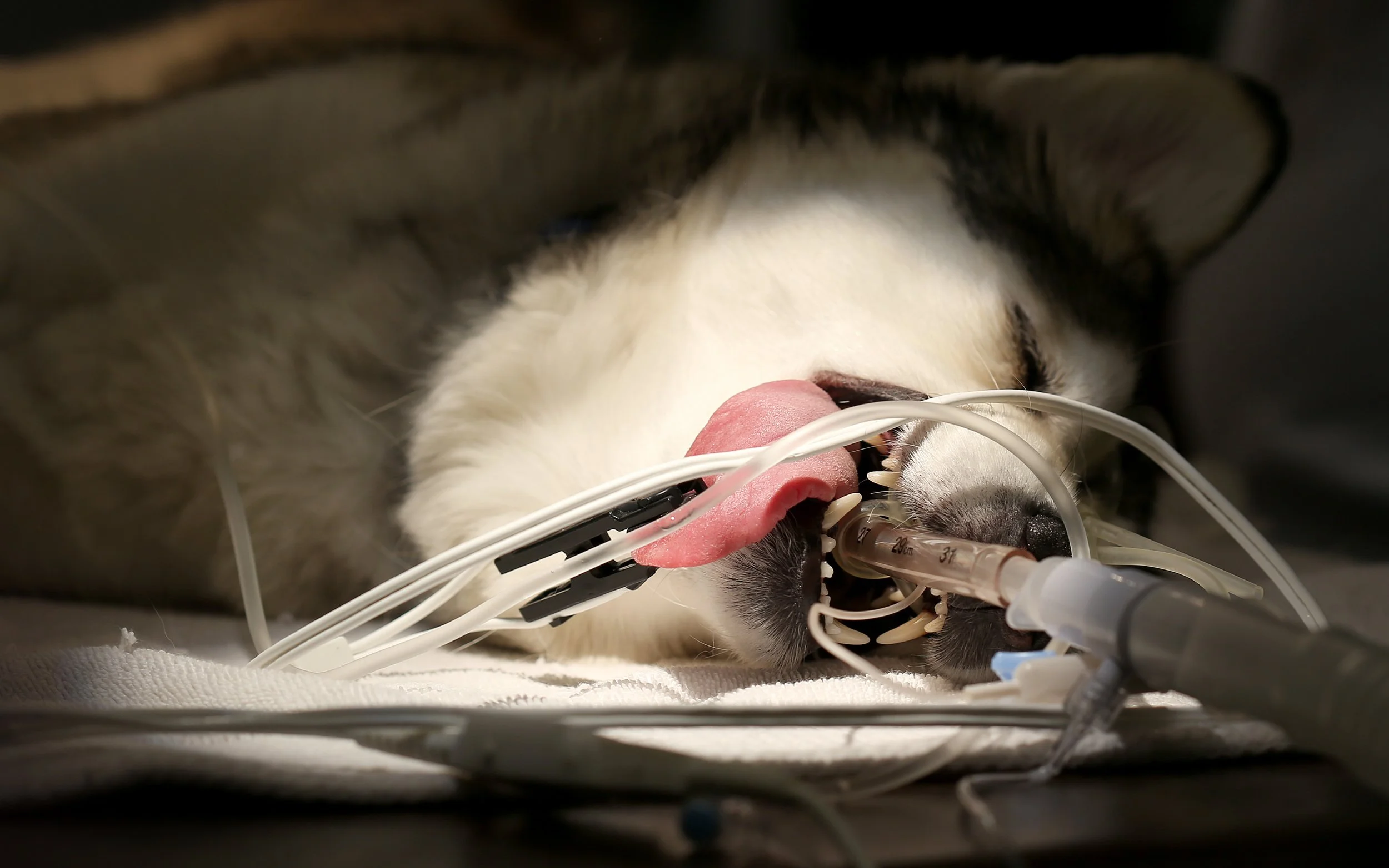 ANIMAL HOSPITAL_43.jpg