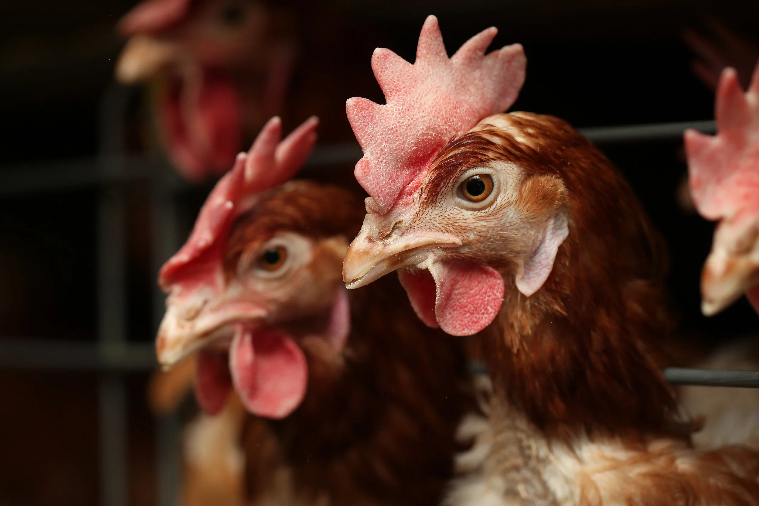 Sunnyside Colony_118.jpg