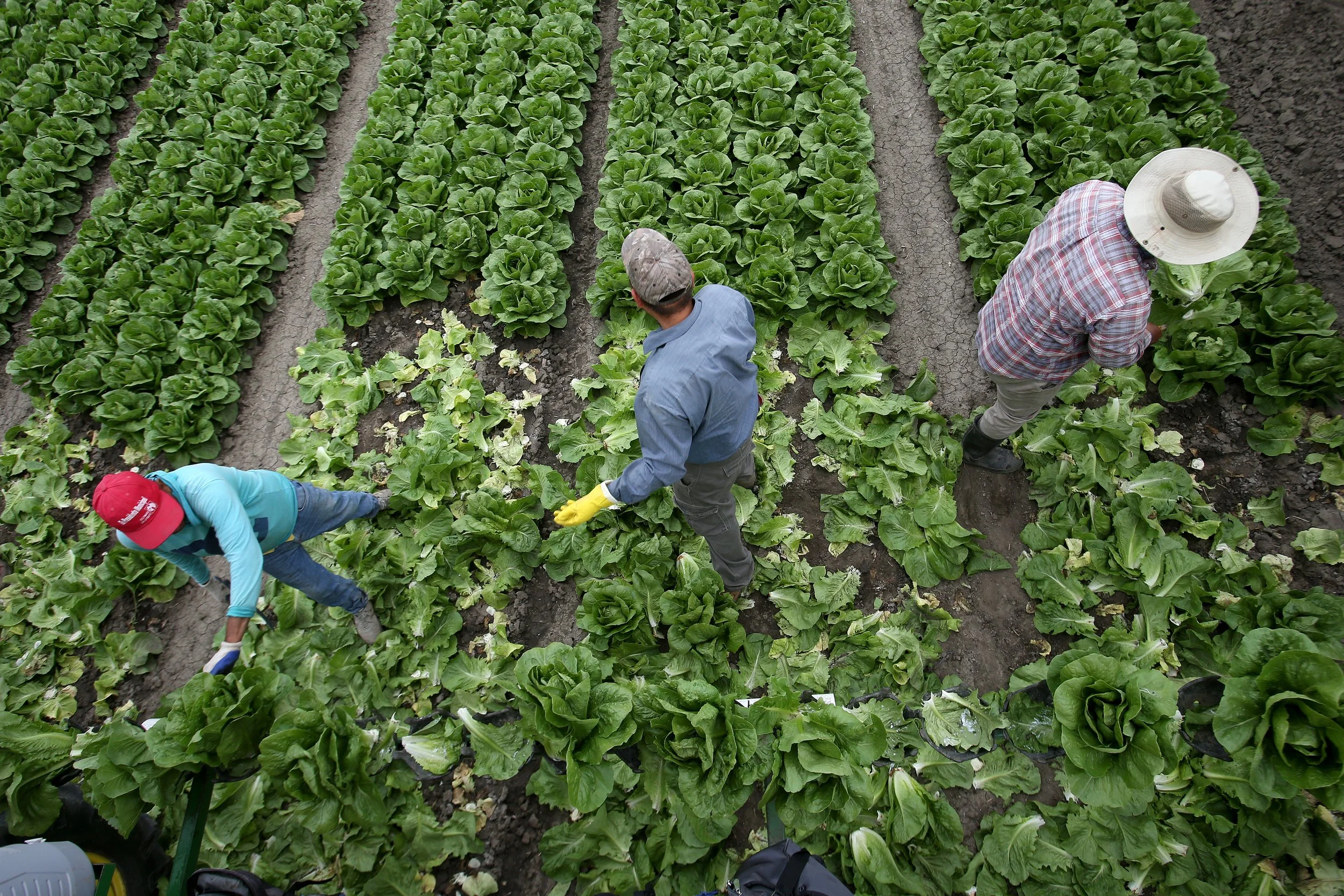 Romaine Lettuce_SVR_10.jpg