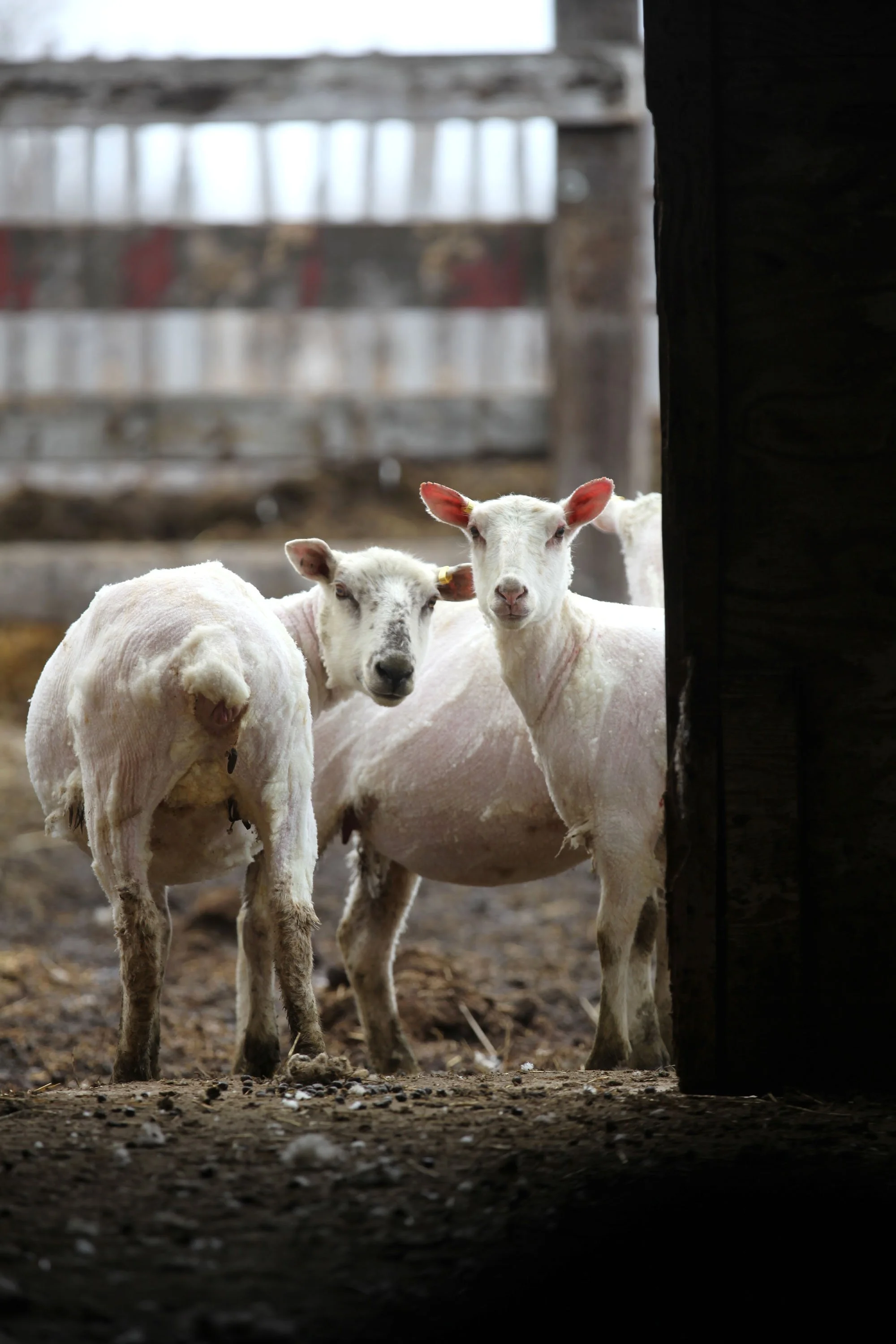 sv sheep shearing 11.jpg