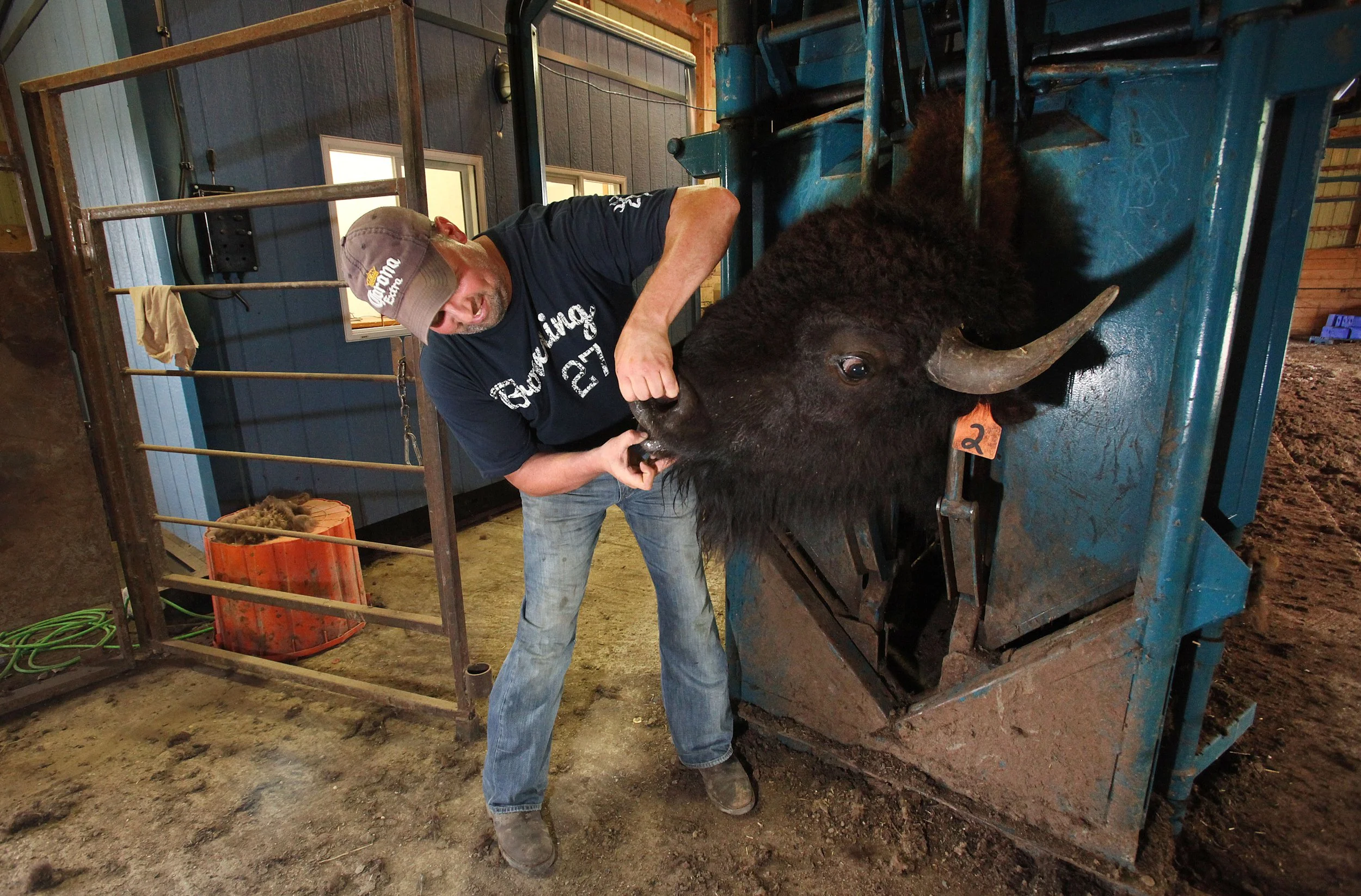 sv, bison herd 4.jpg