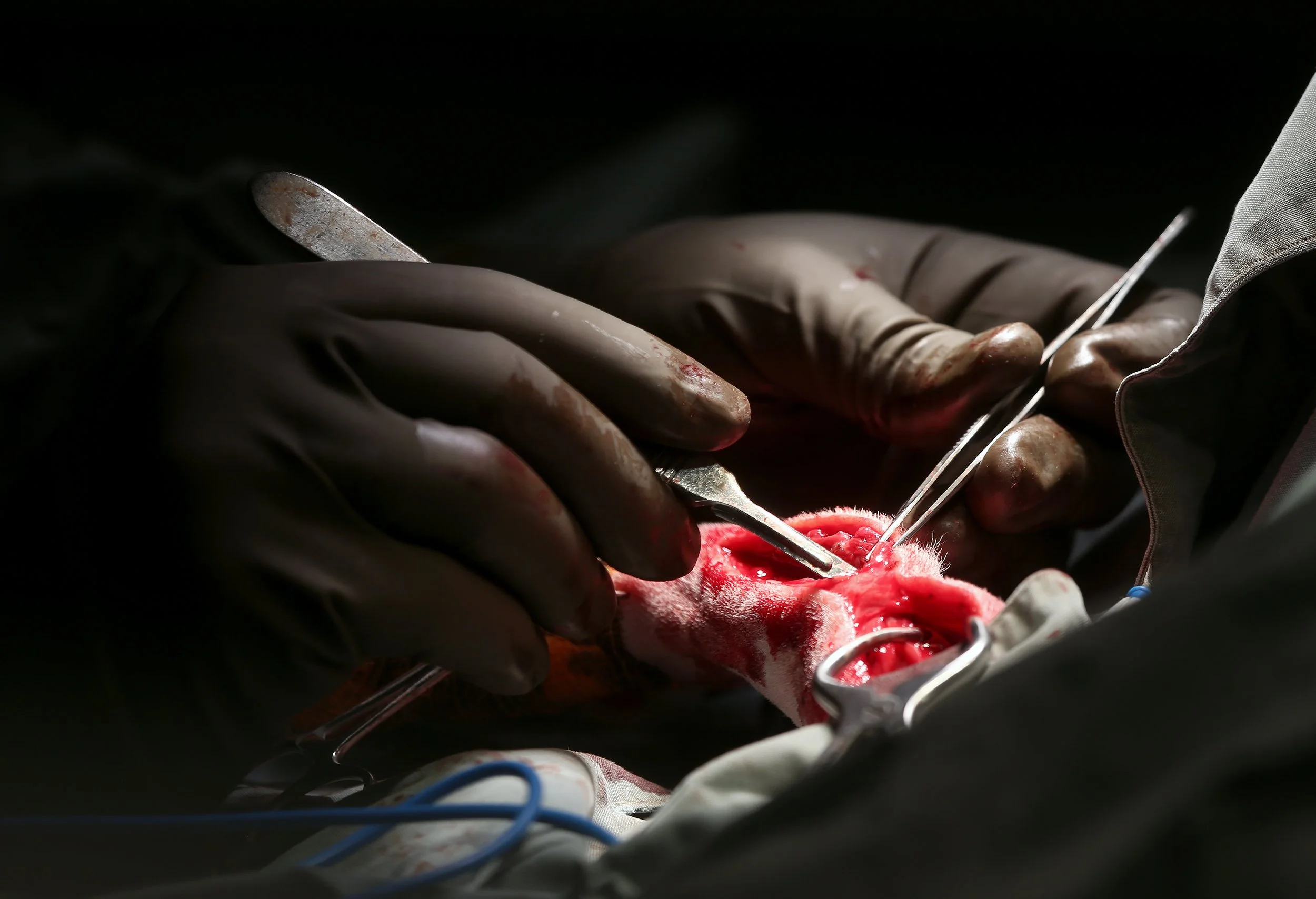 ANIMAL HOSPITAL_35.jpg