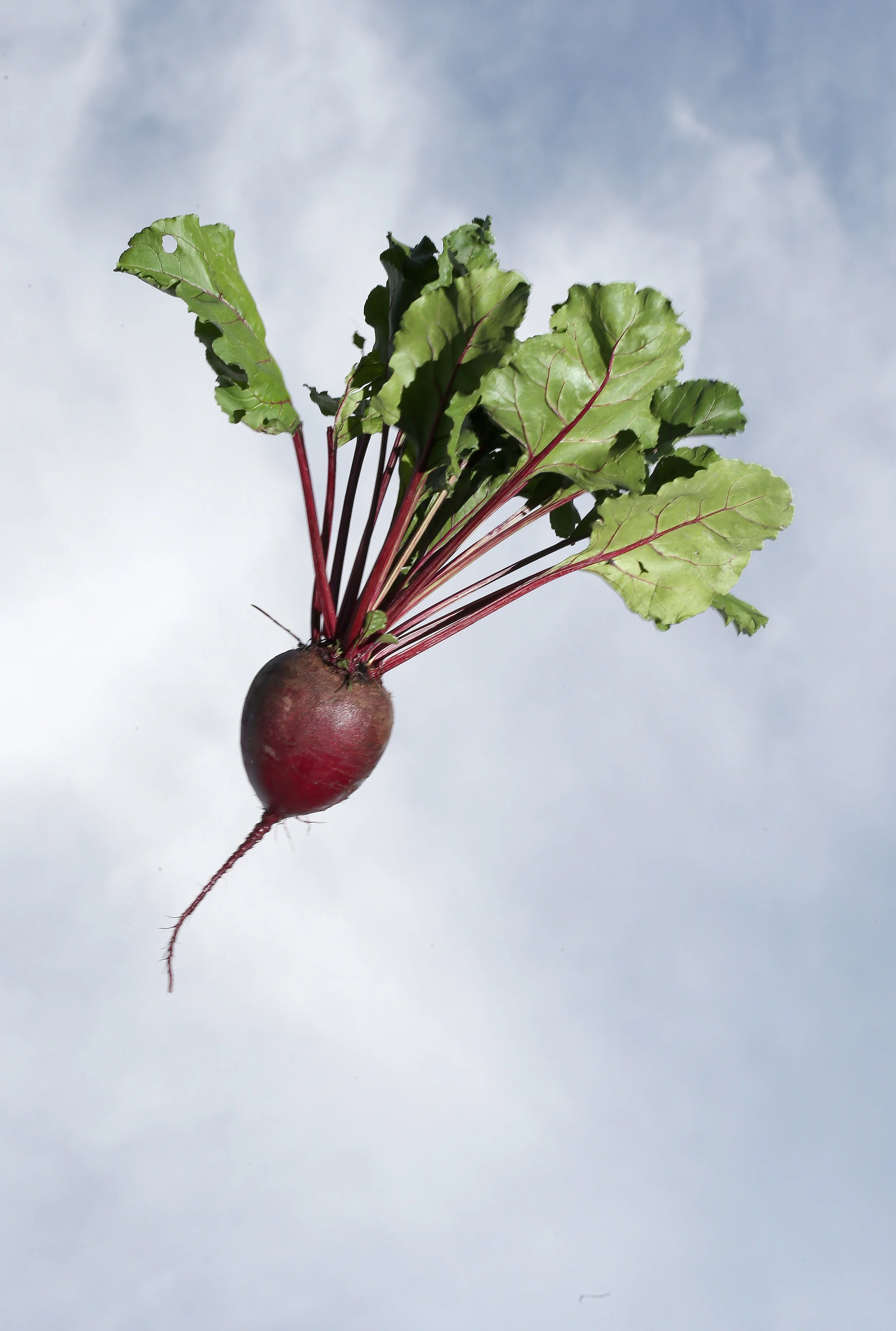 BEETS_SVR_32.jpg