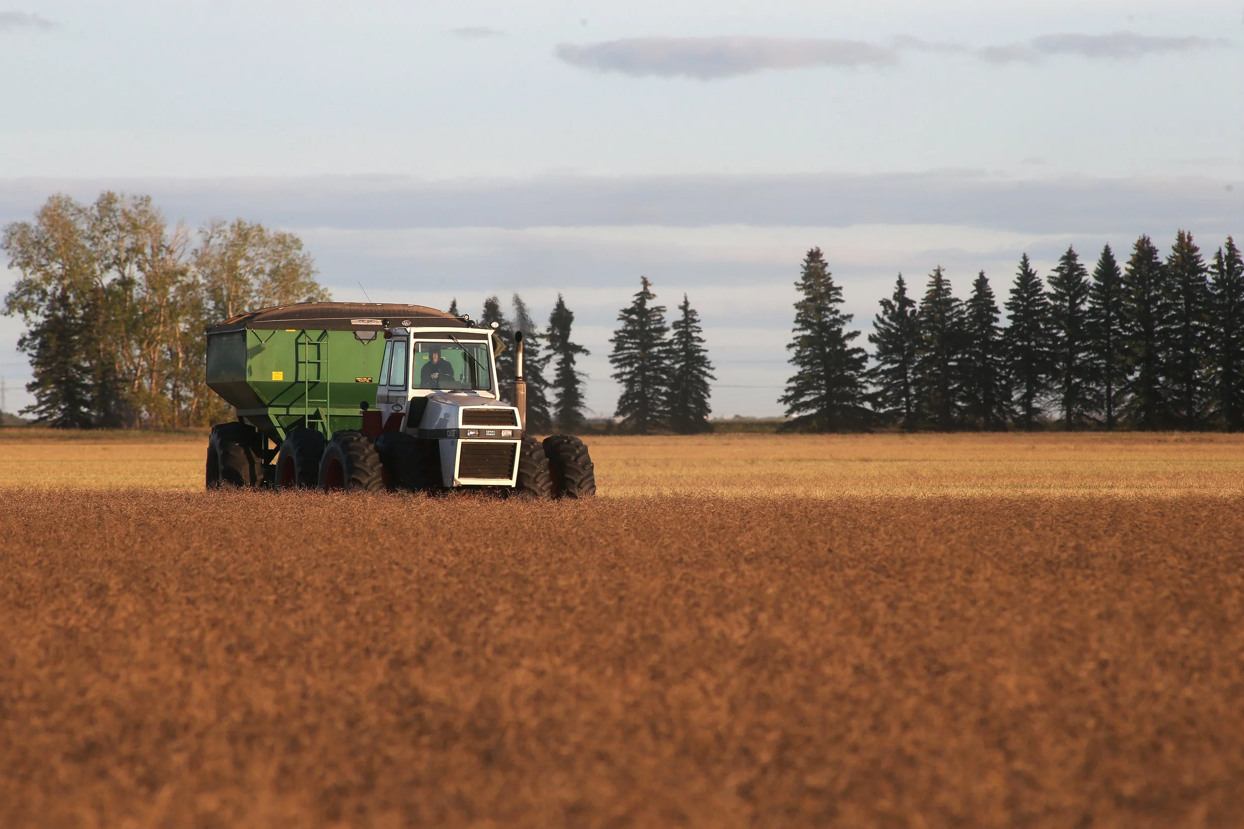 CANOLA HARVEST_MB_SVR_6.jpg