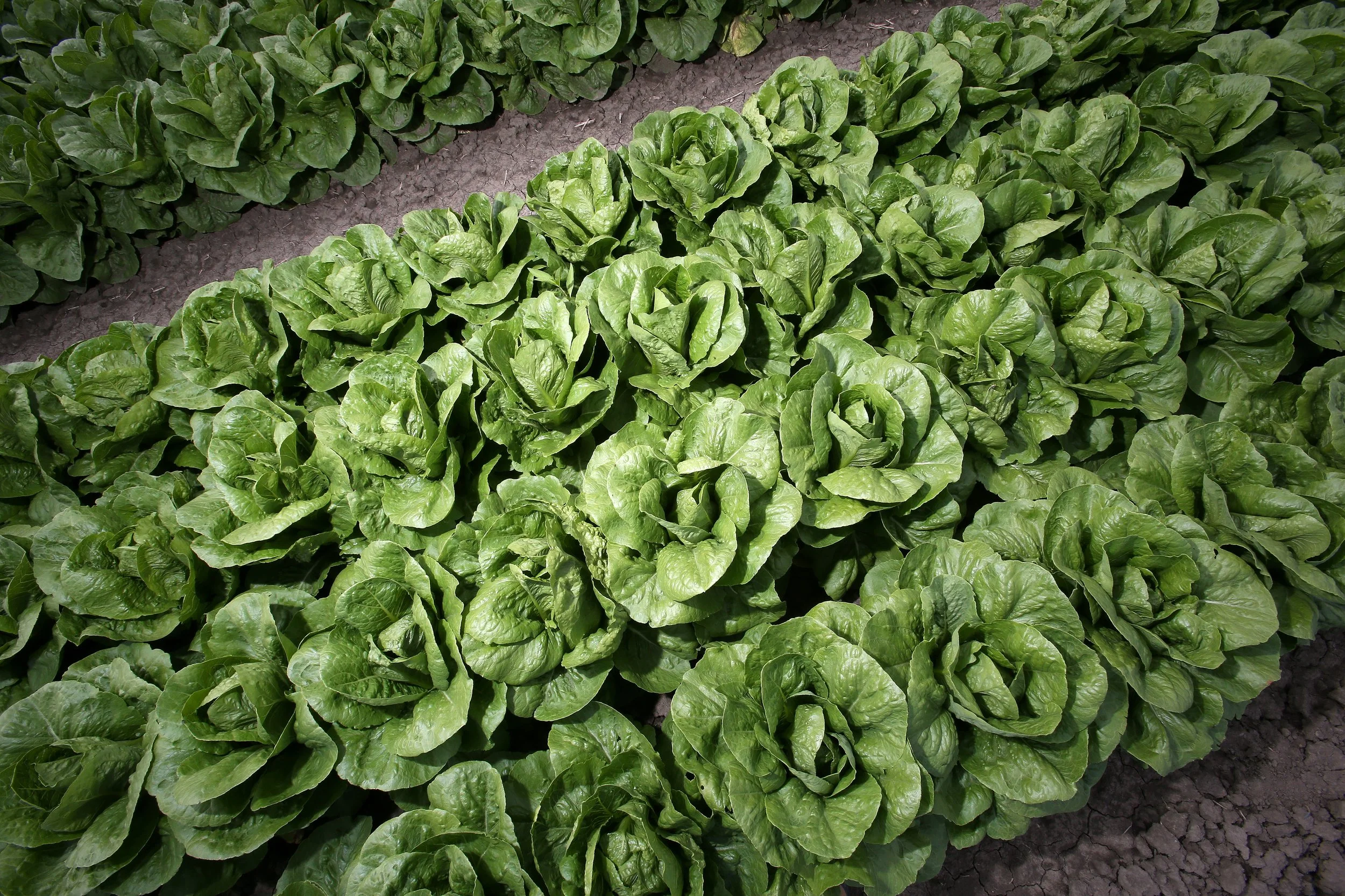 Romaine Lettuce_SVR_1.jpg