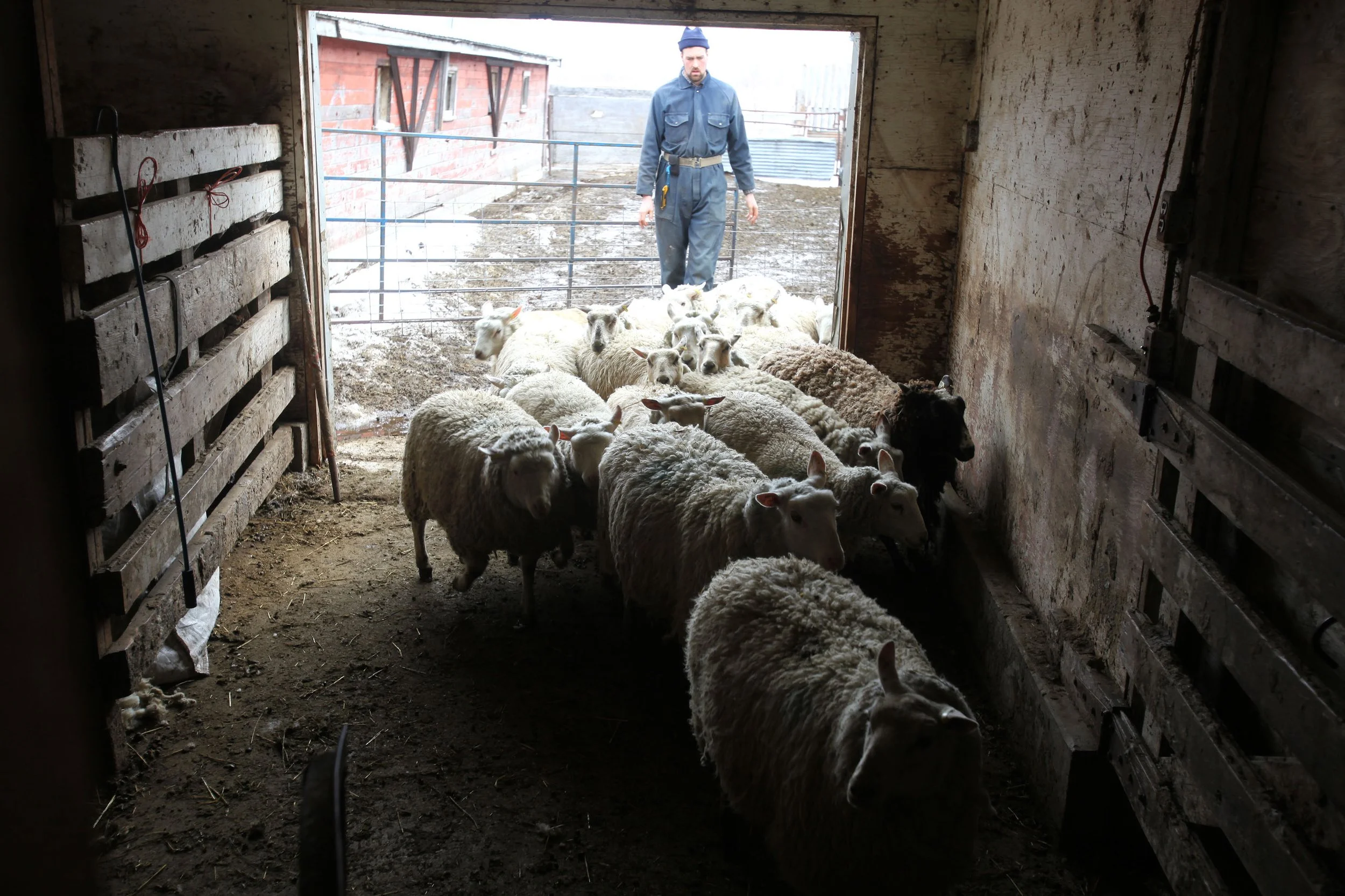 sv sheep shearing 8.jpg