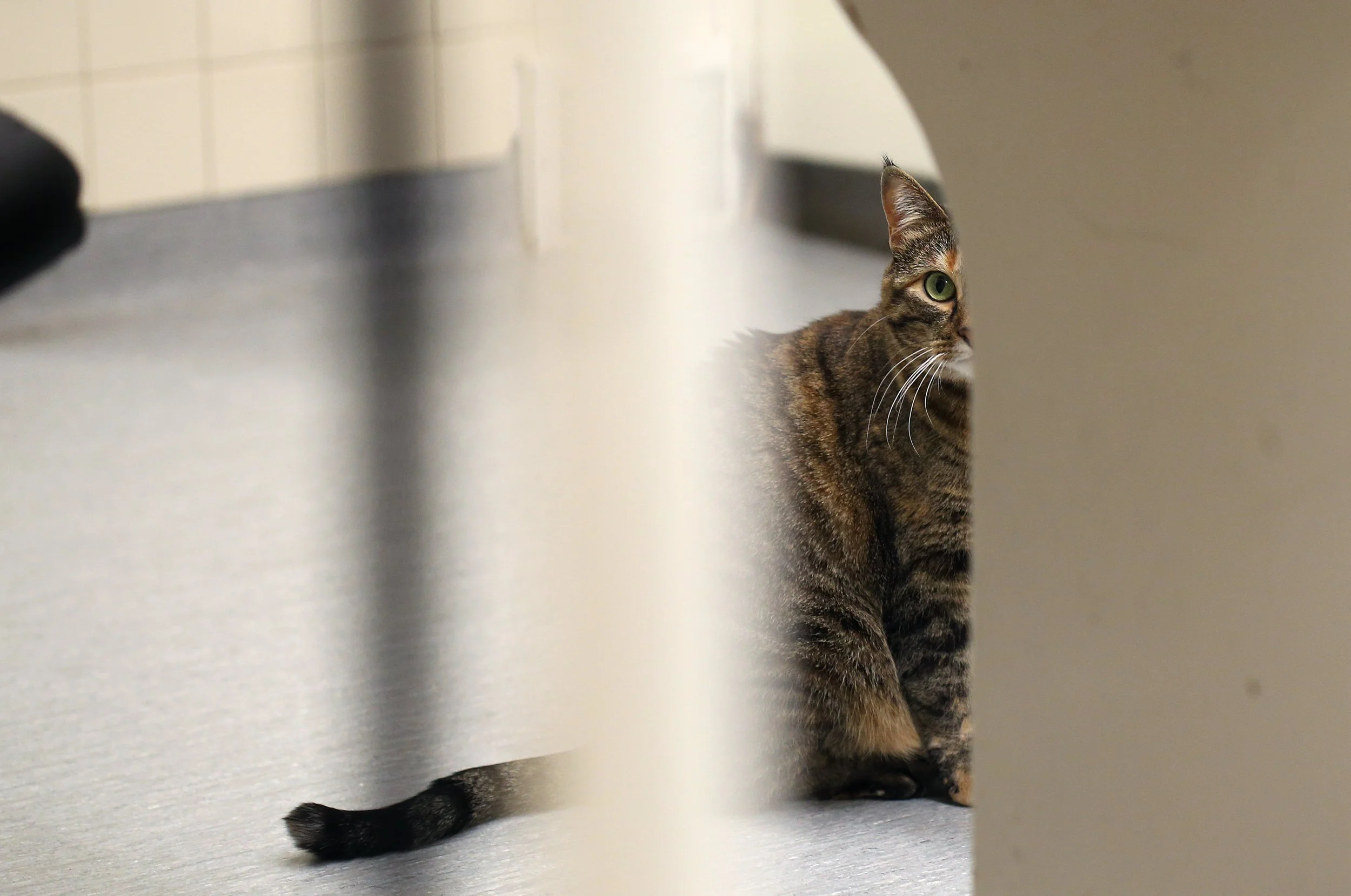 ANIMAL HOSPITAL_7.jpg