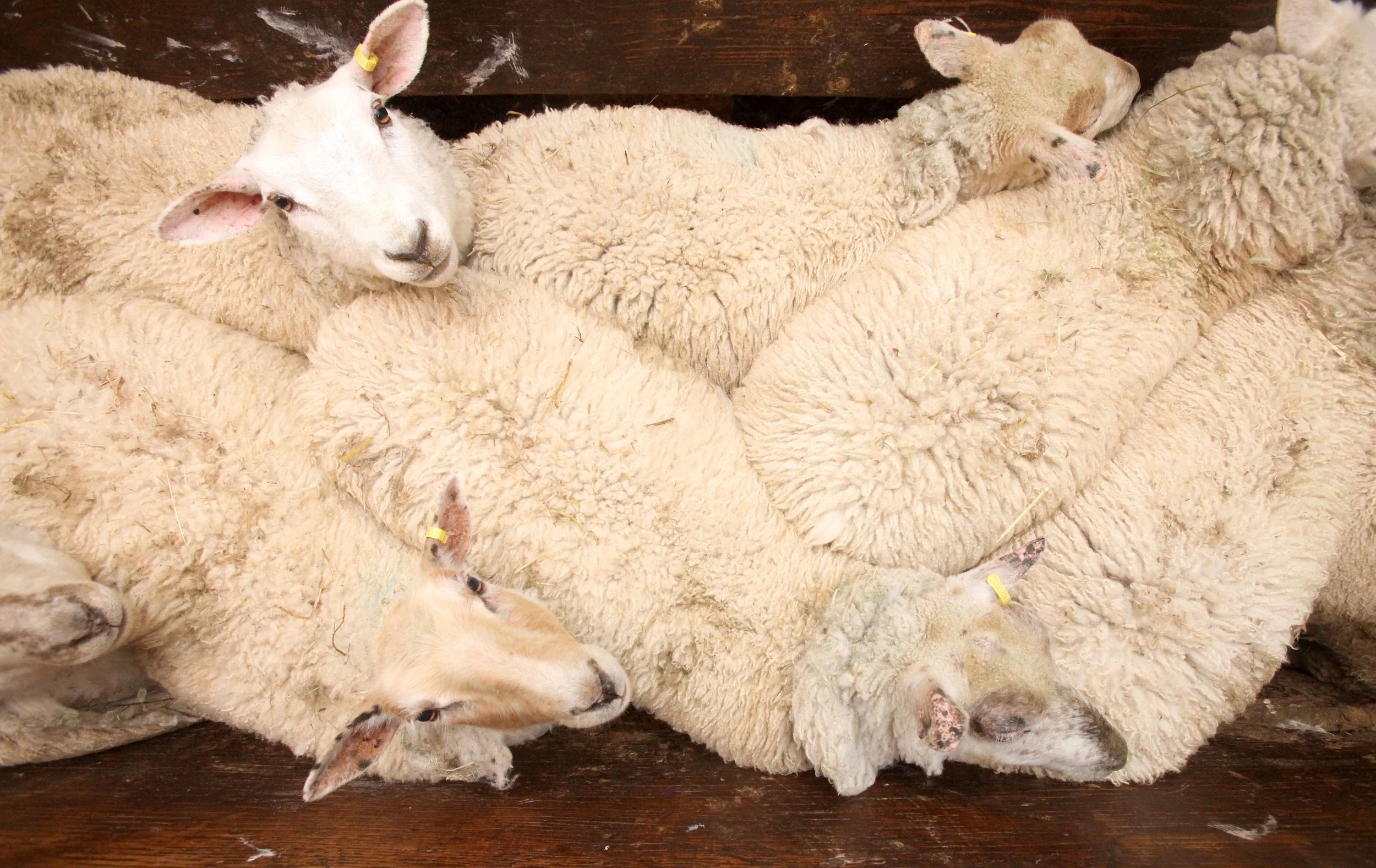 sv sheep shearing 2.jpg