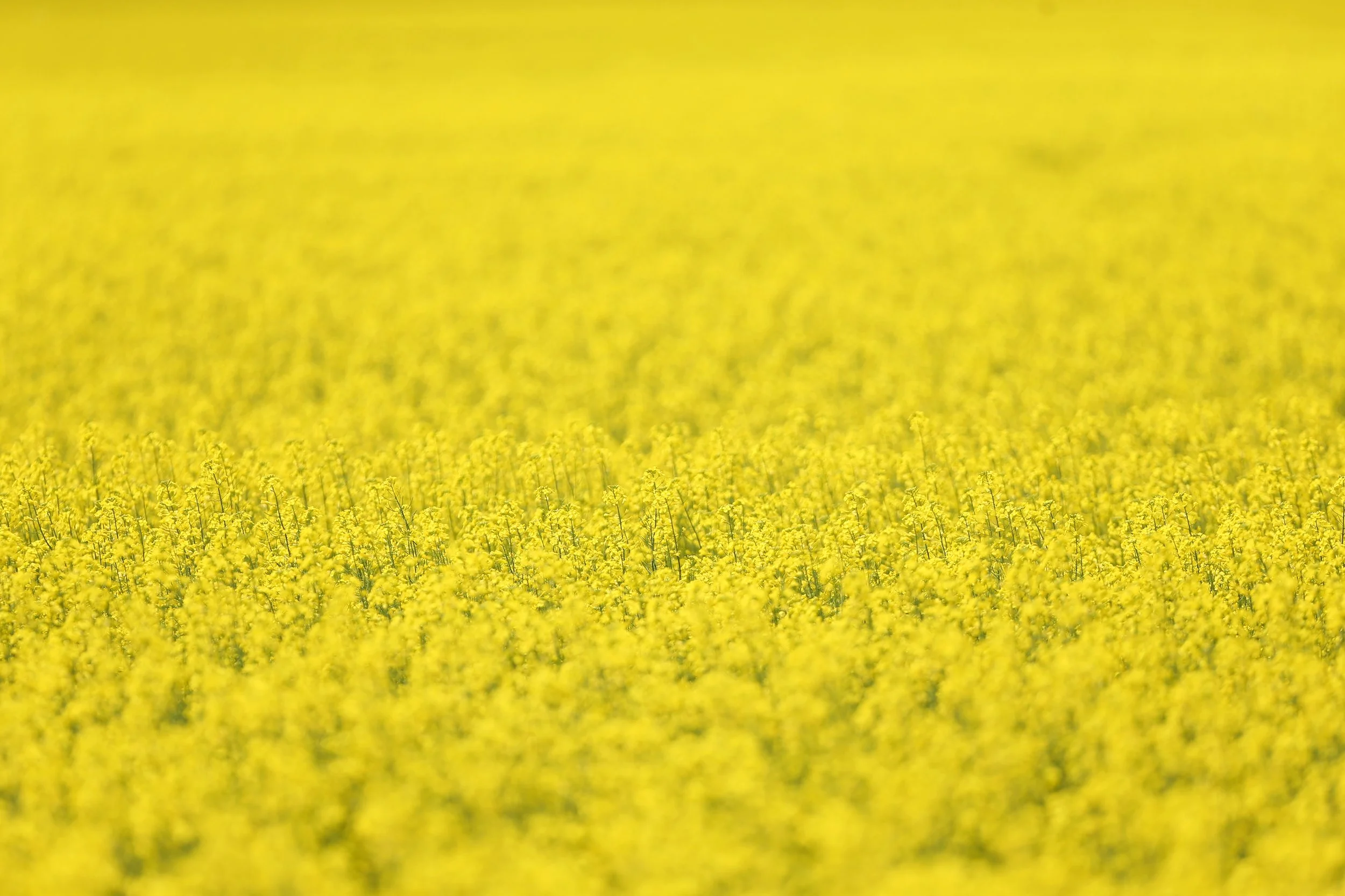 Canola_MB_5.jpg