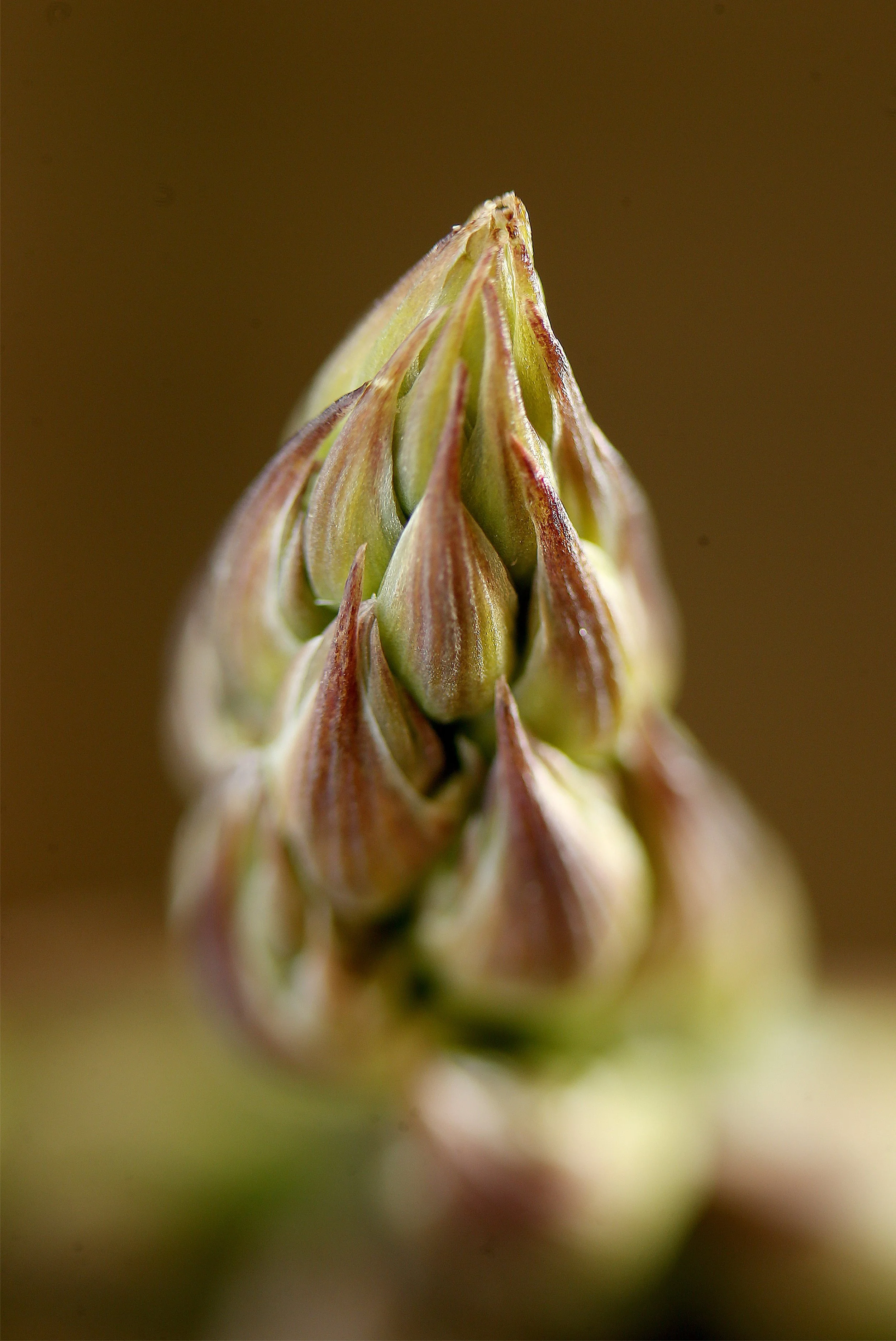 ASPARAGUS_7.jpg