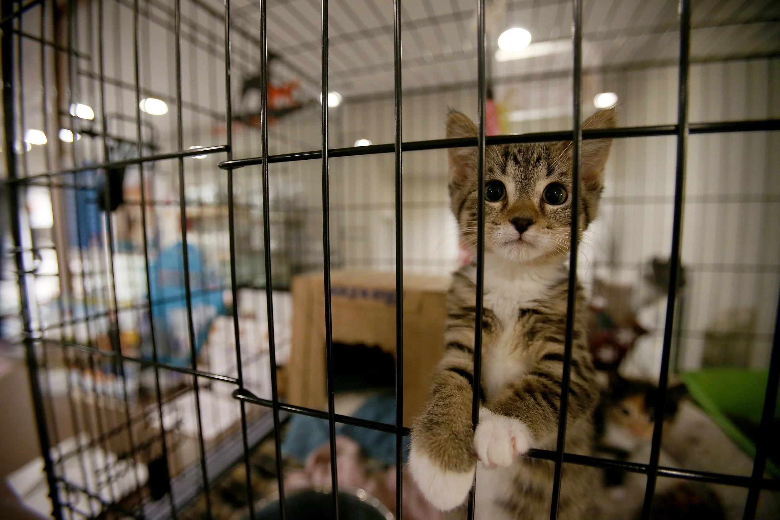 ANIMAL HOSPITAL_1.jpg