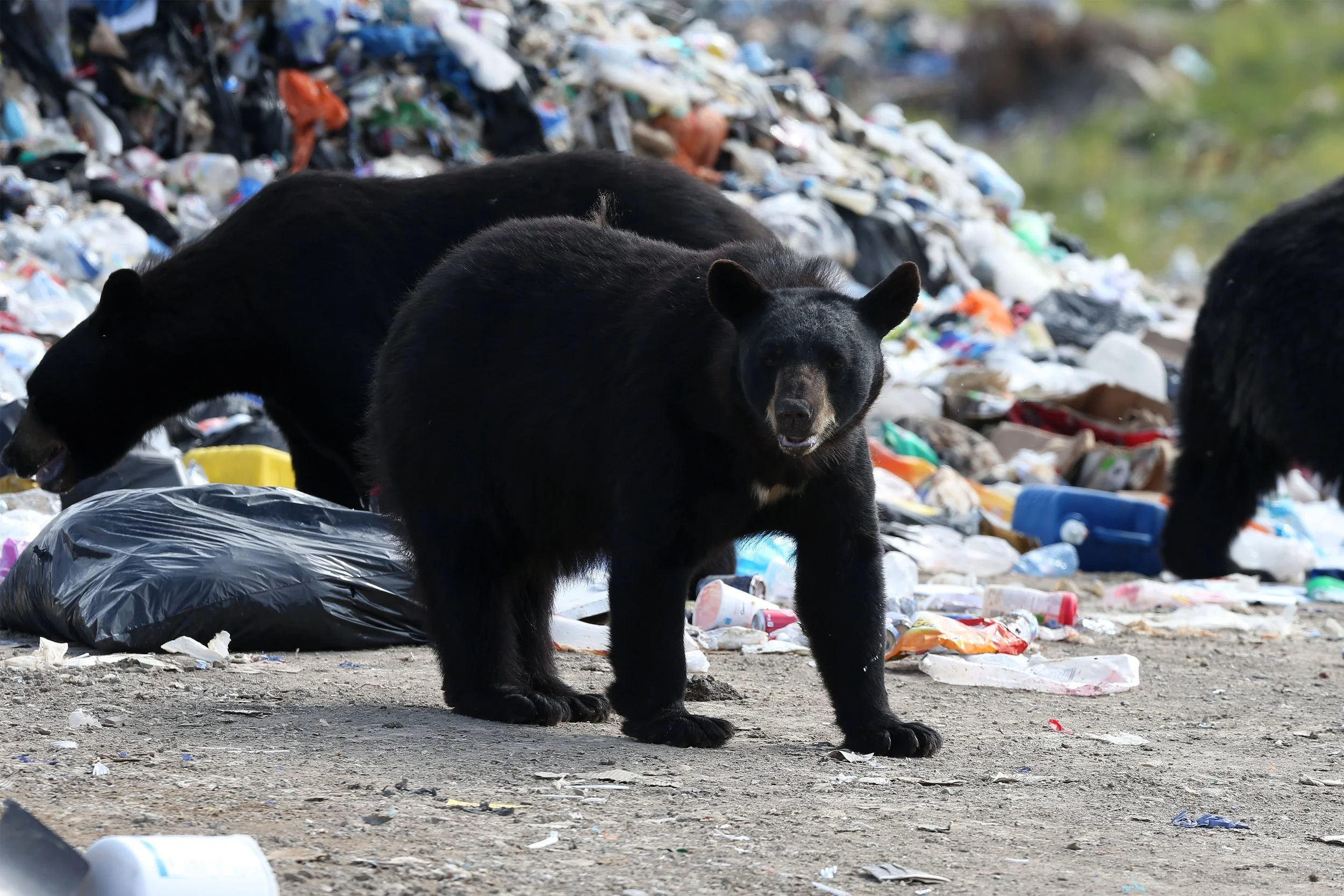 Northern Remote_151.jpg