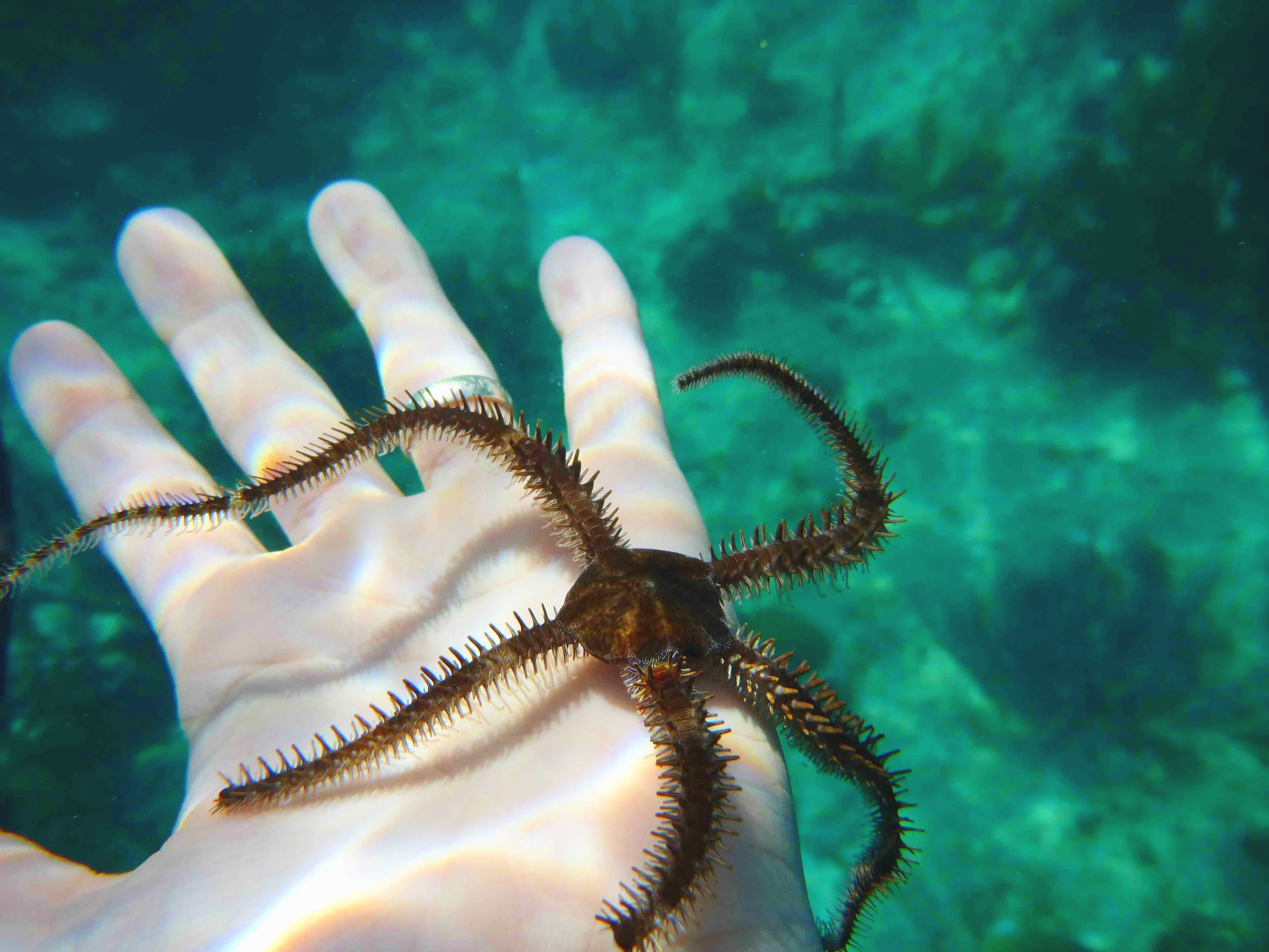 A person's hand underwater holding a brittle star with long, spiny arms.