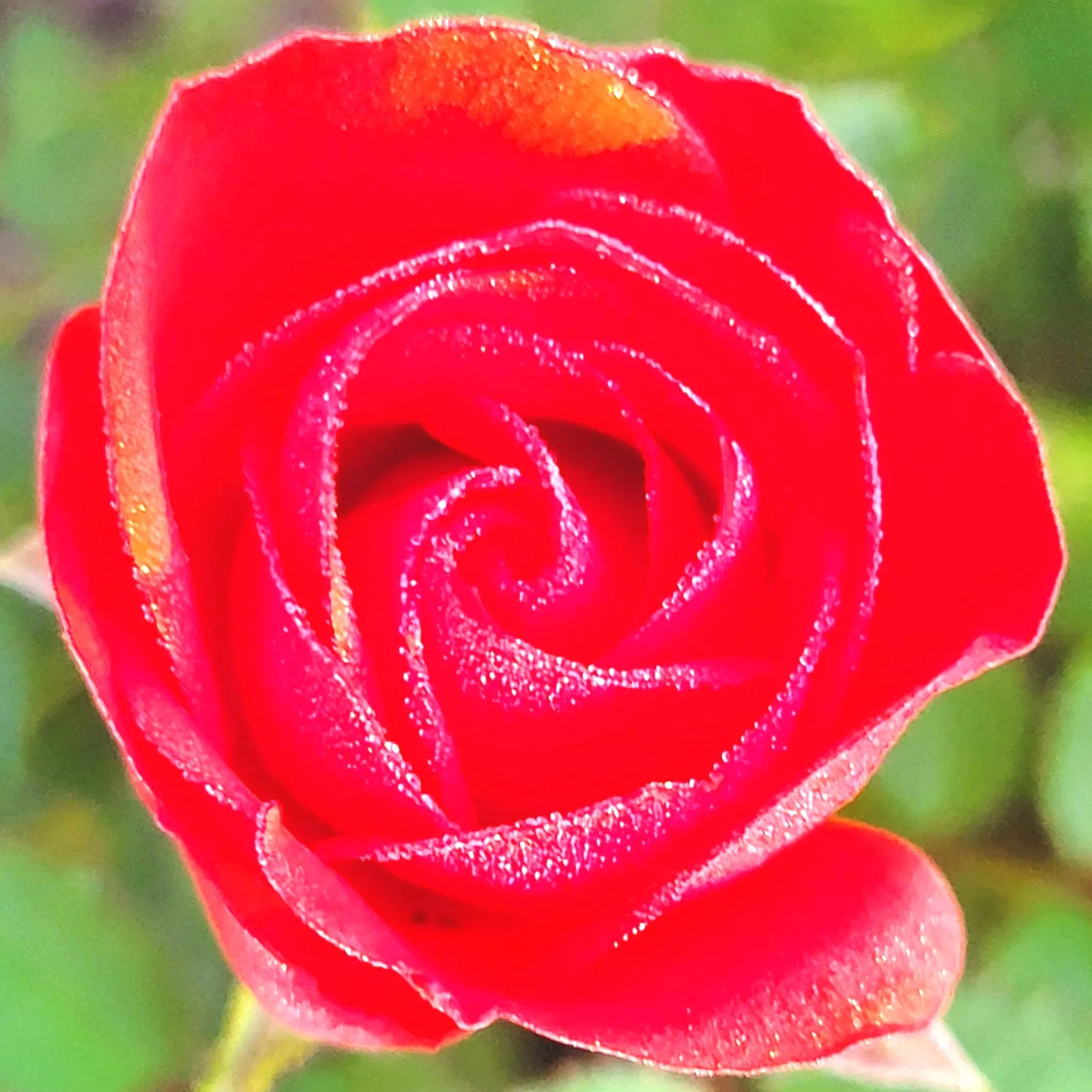 Close-up of a red rosebud with a green blurred background.