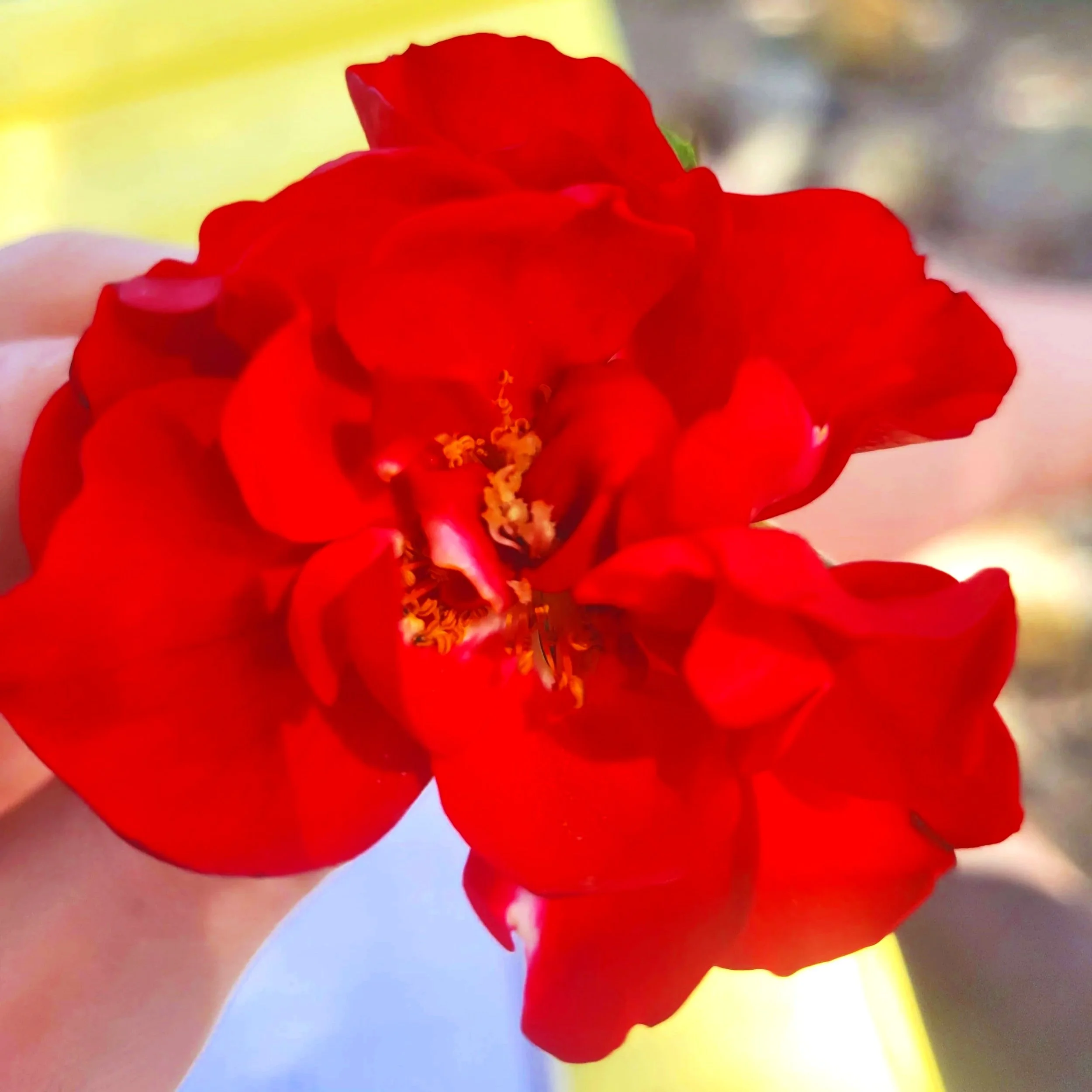 Close-up of a vibrant red rose with a soft yellow, white, and gray background. Tritanopia collection
