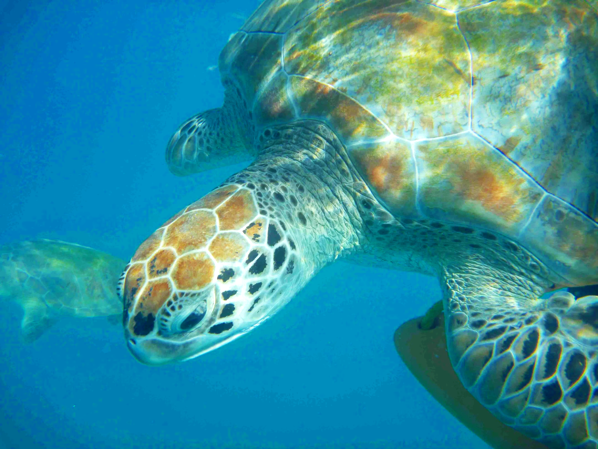 Underwater view of a green sea turtle swimming in the ocean with clear blue water.