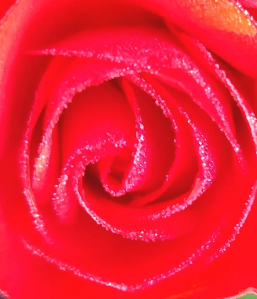 Close-up of a coral rose with dewdrops on its petals. Tritanopia Collection